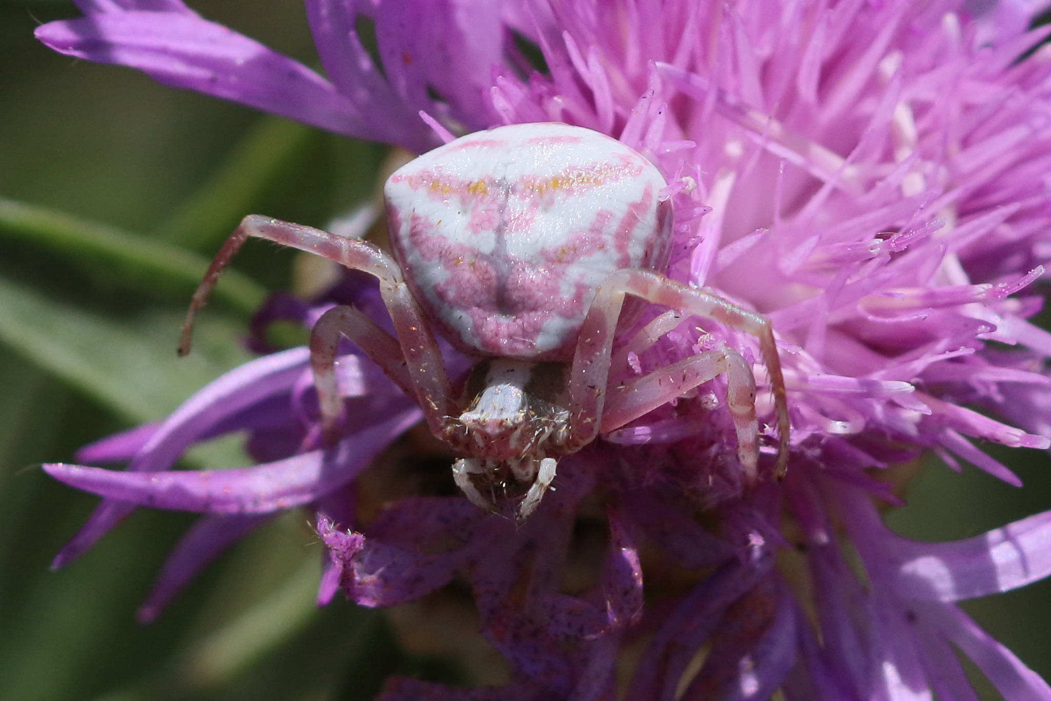 thomisus_onustus10bd