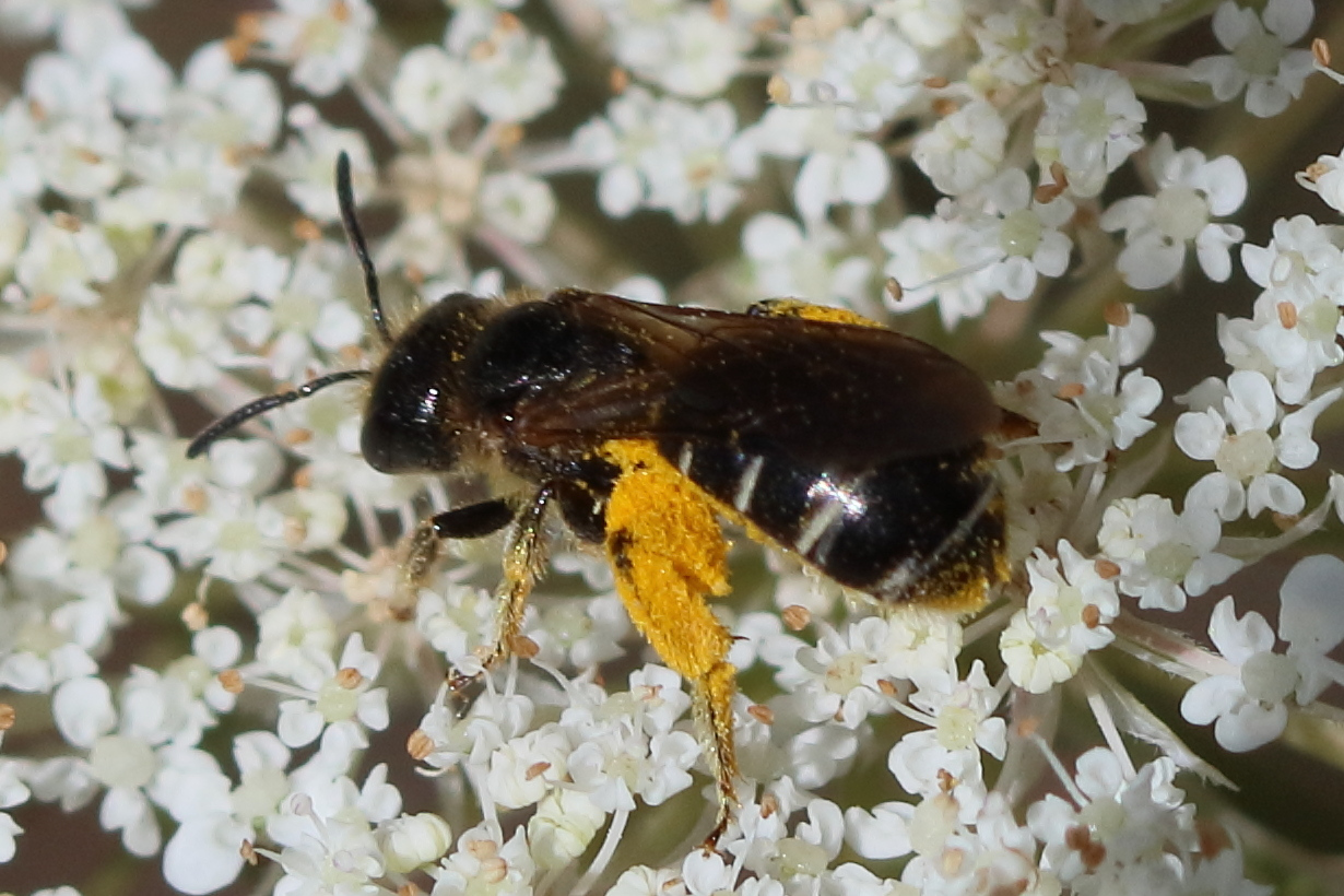 halictus_maculatus1bd