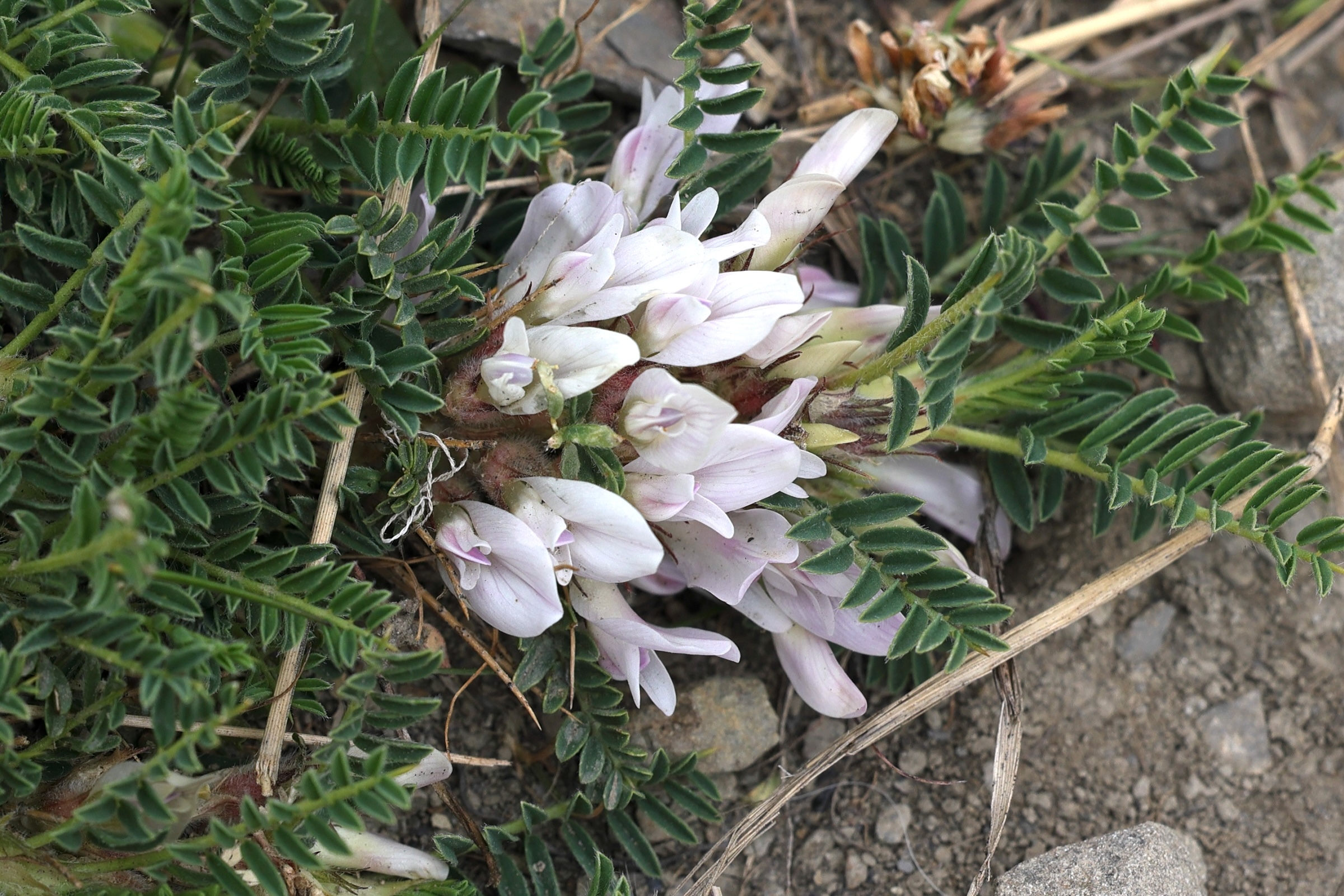 Afficher le média astragalus_sempervirens5md astragalus_sempervirens5md