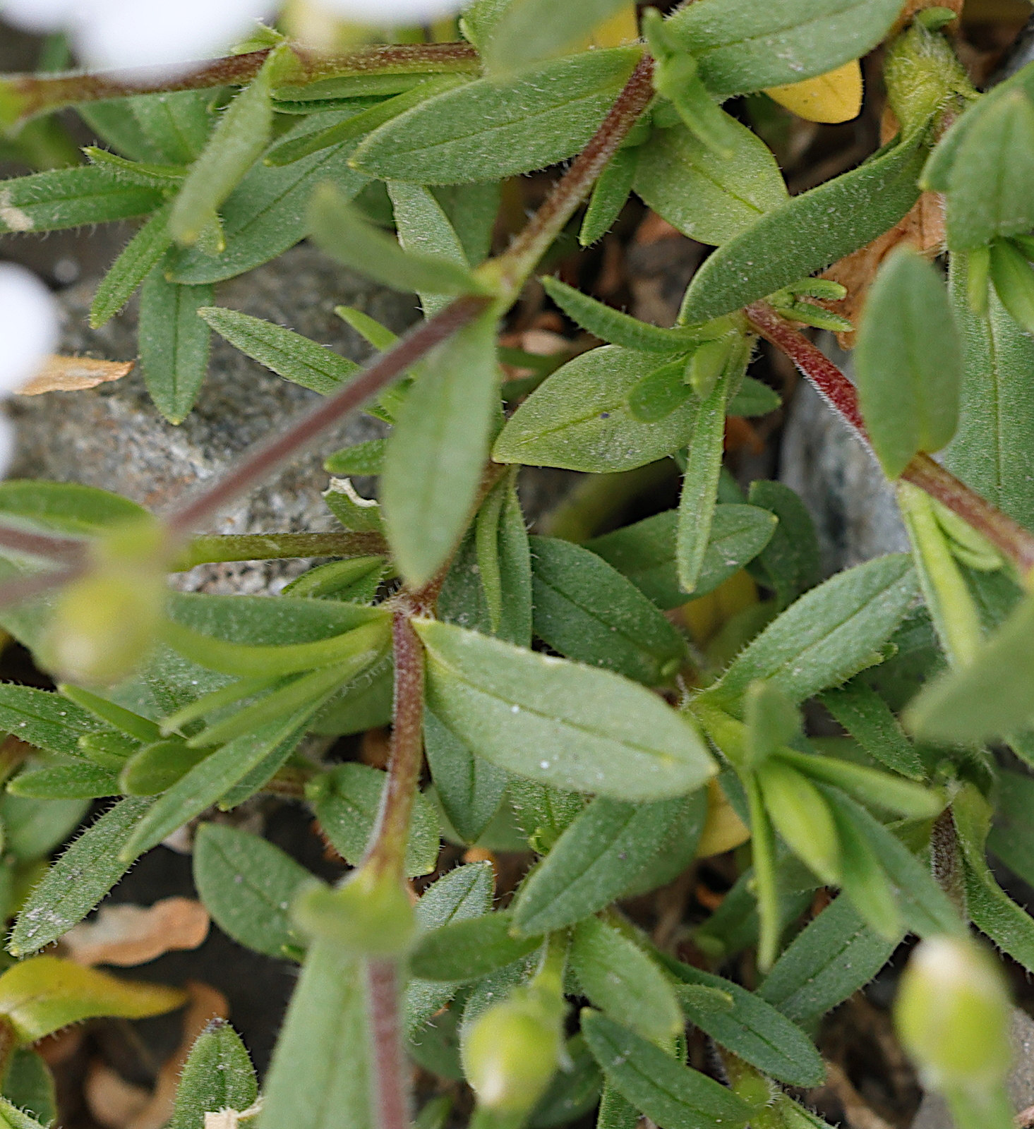 Afficher le média cerastium_alpinum6md cerastium_alpinum6md