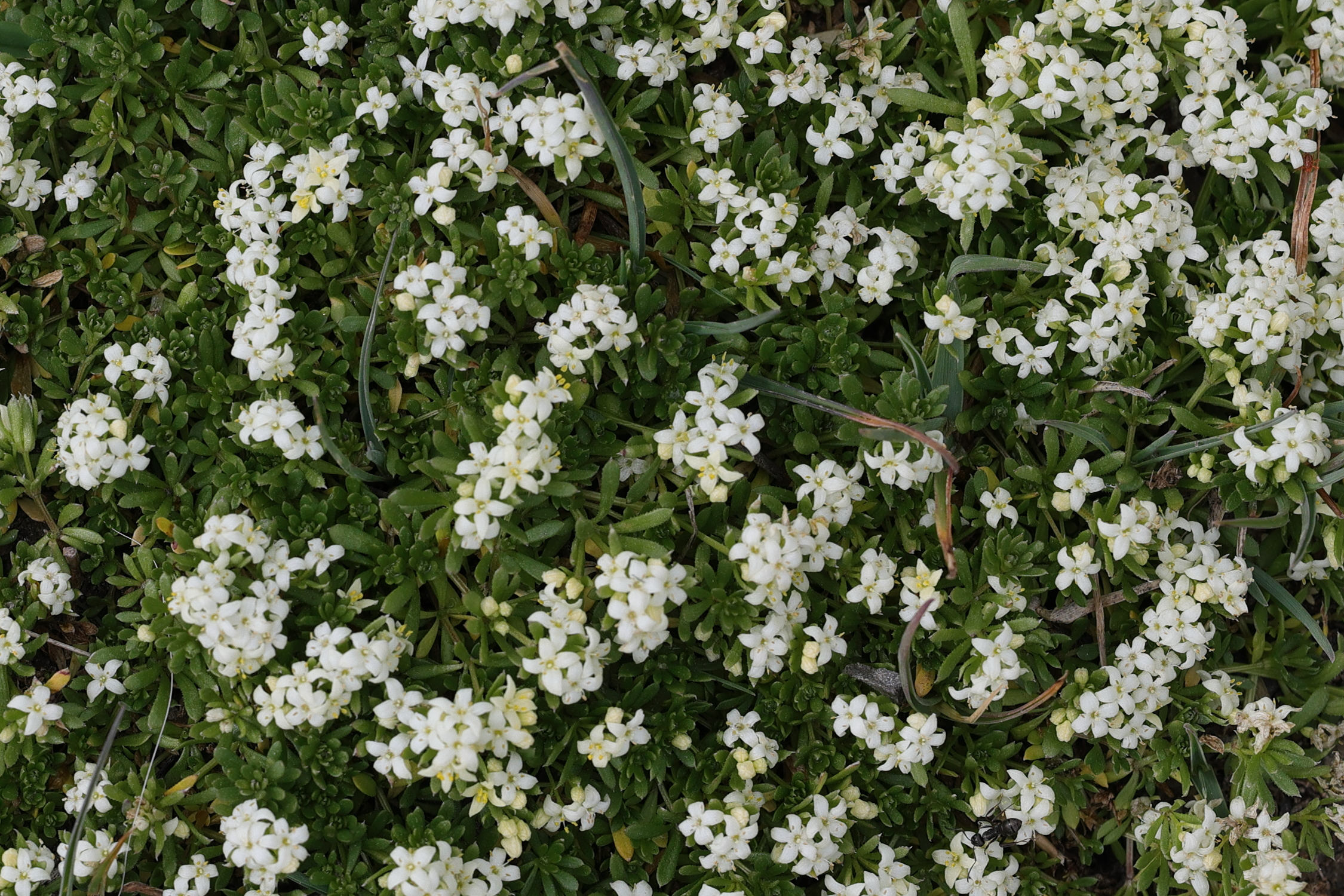Afficher le média galium_megalospermum3md galium_megalospermum3md