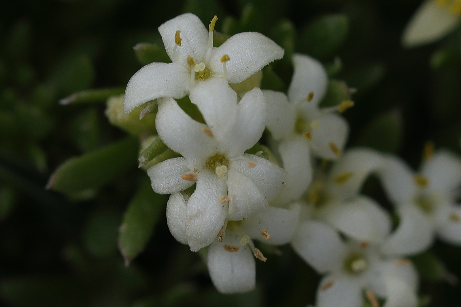 Afficher le média galium_megalospermum4md galium_megalospermum4md