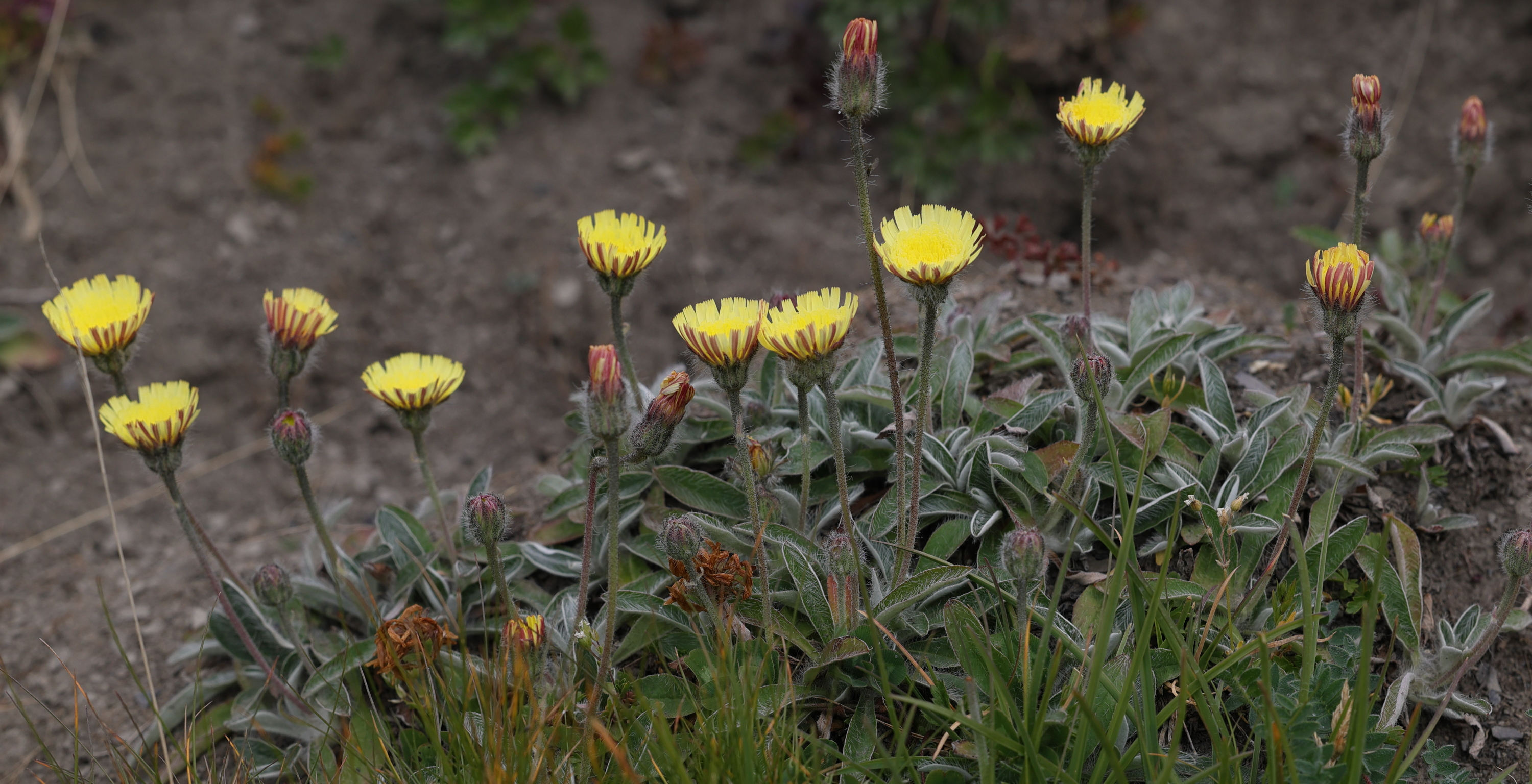 pilosella_lepeleteriana3md