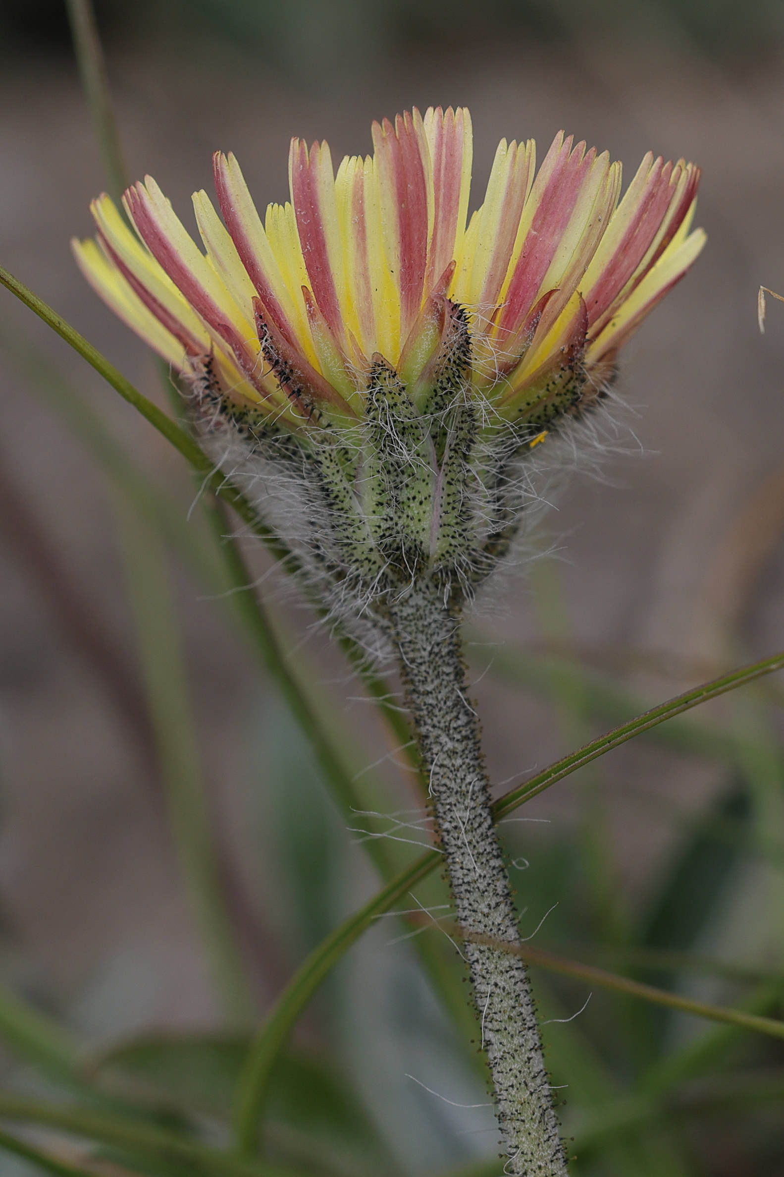 pilosella_lepeleteriana5md