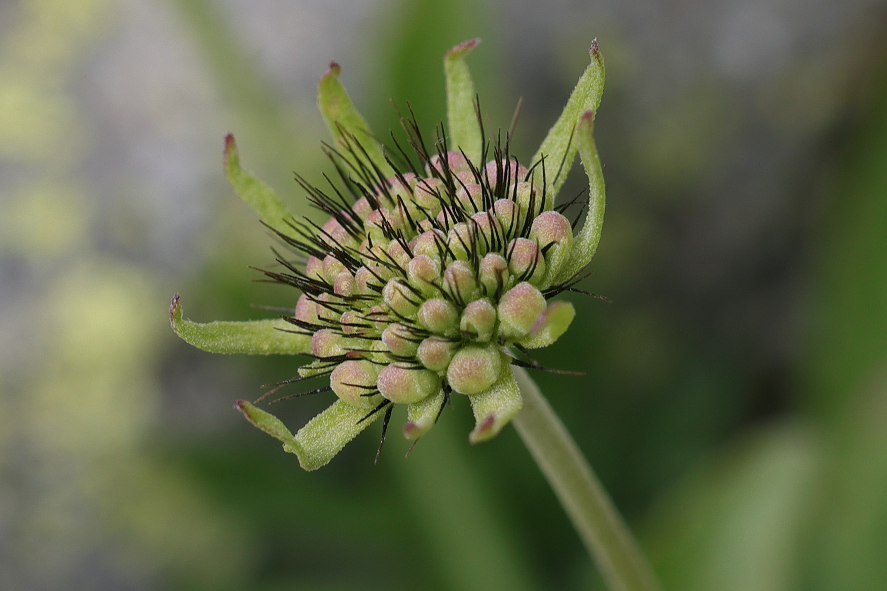 scabiosa_lucida4md