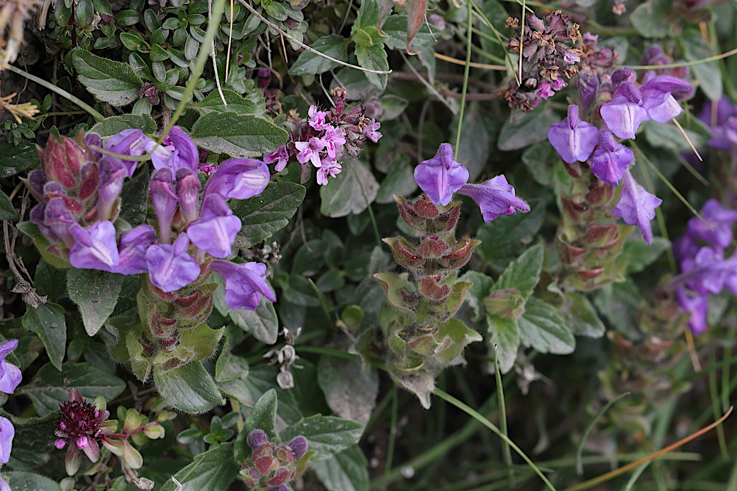 scutellaria_alpina5md