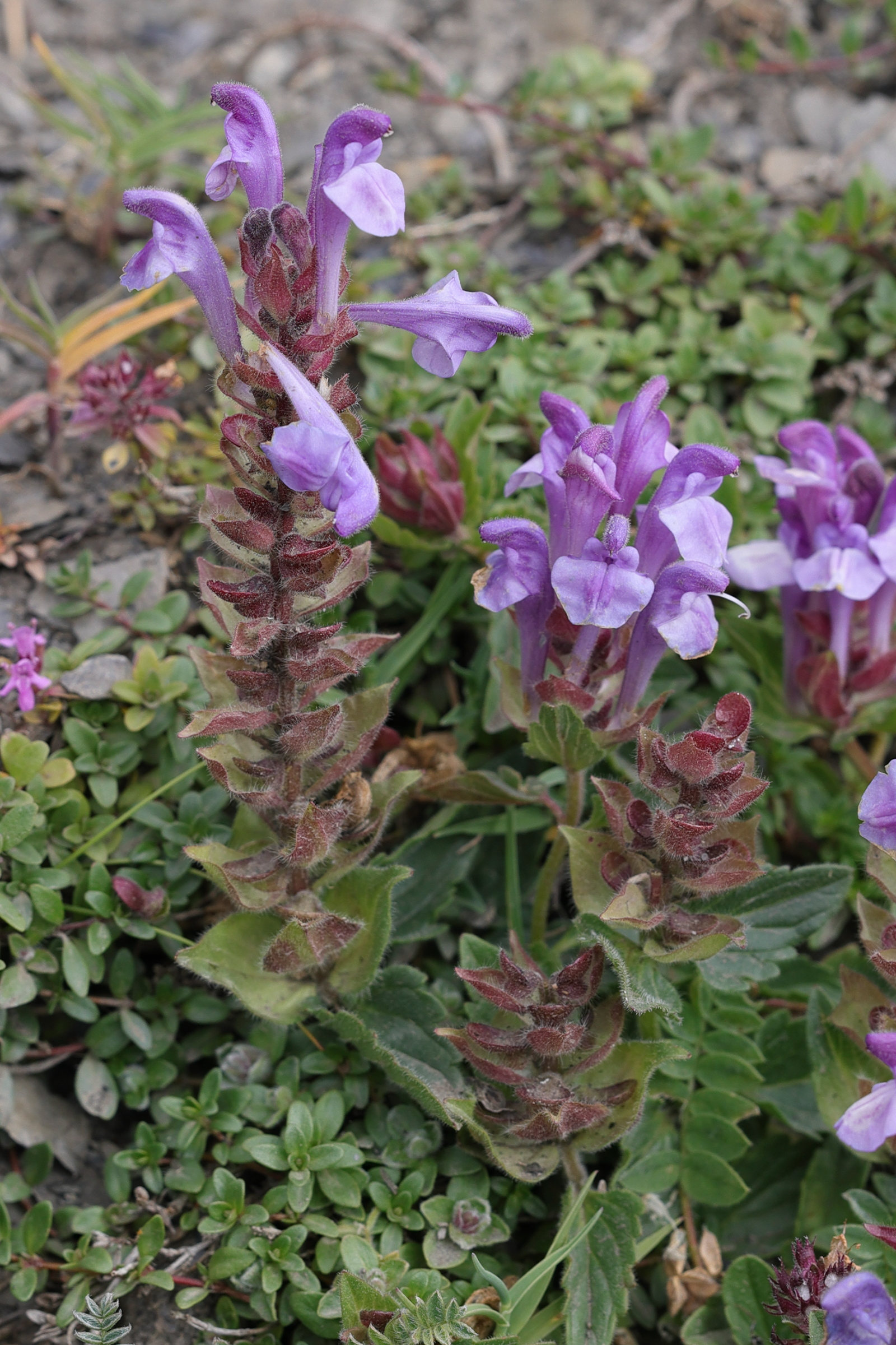 scutellaria_alpina6md