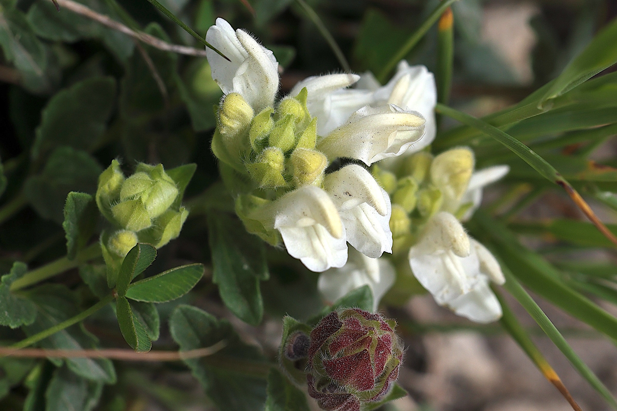 scutellaria_alpina7md