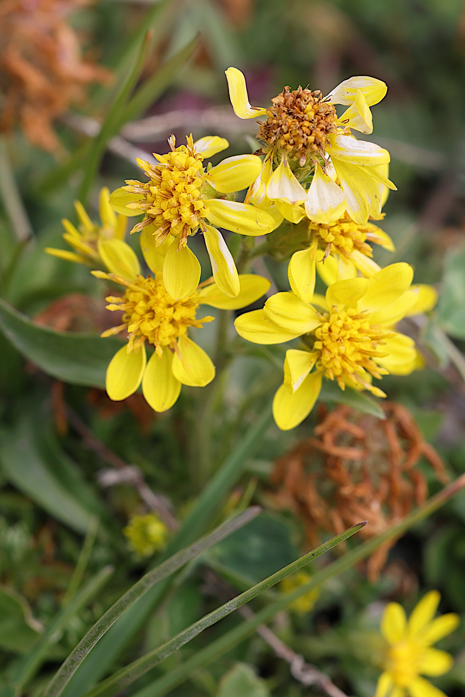 solidago_virgaurea_alpestris3md