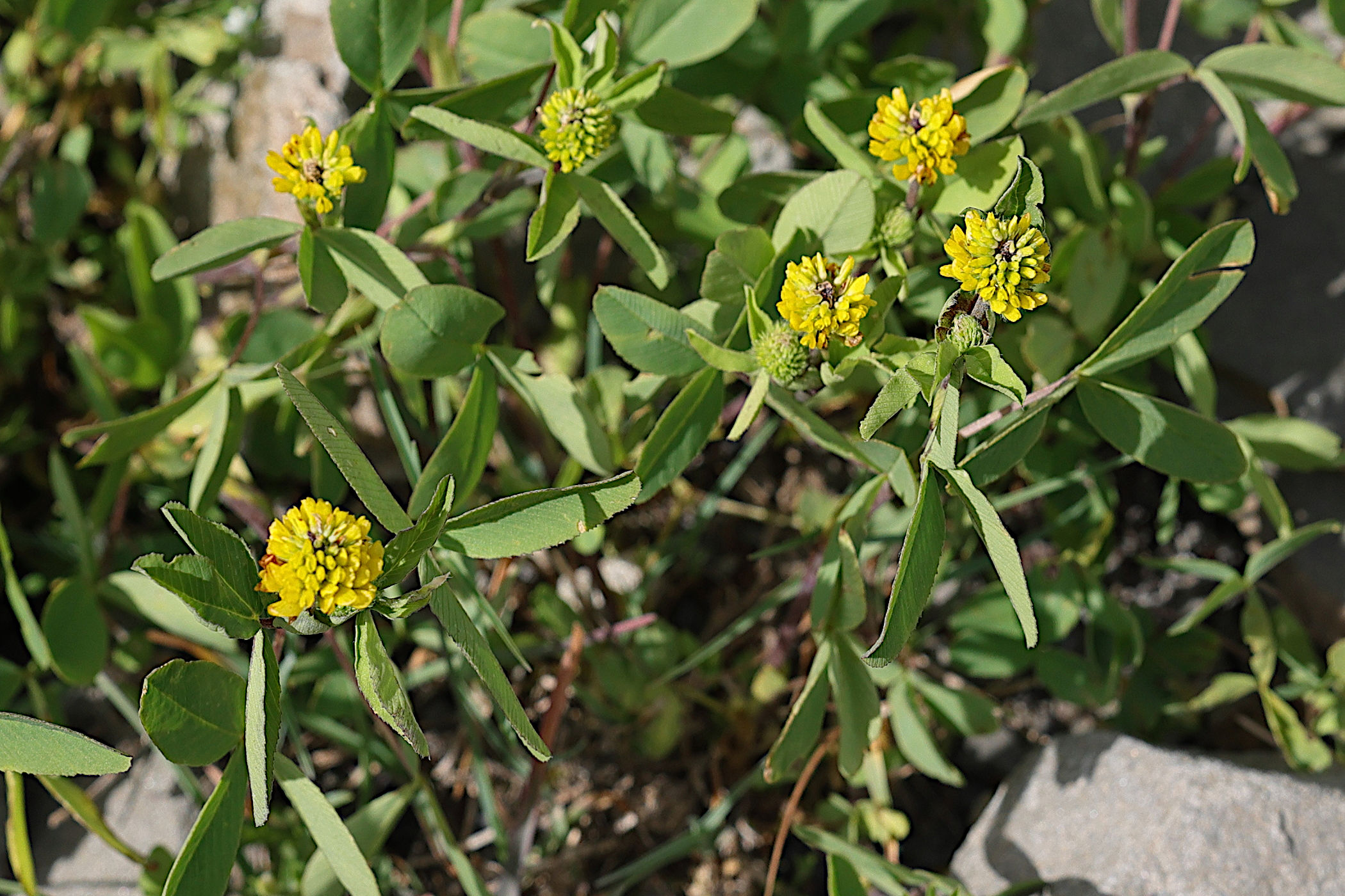 Afficher le média trifolium_badium1md trifolium_badium1md