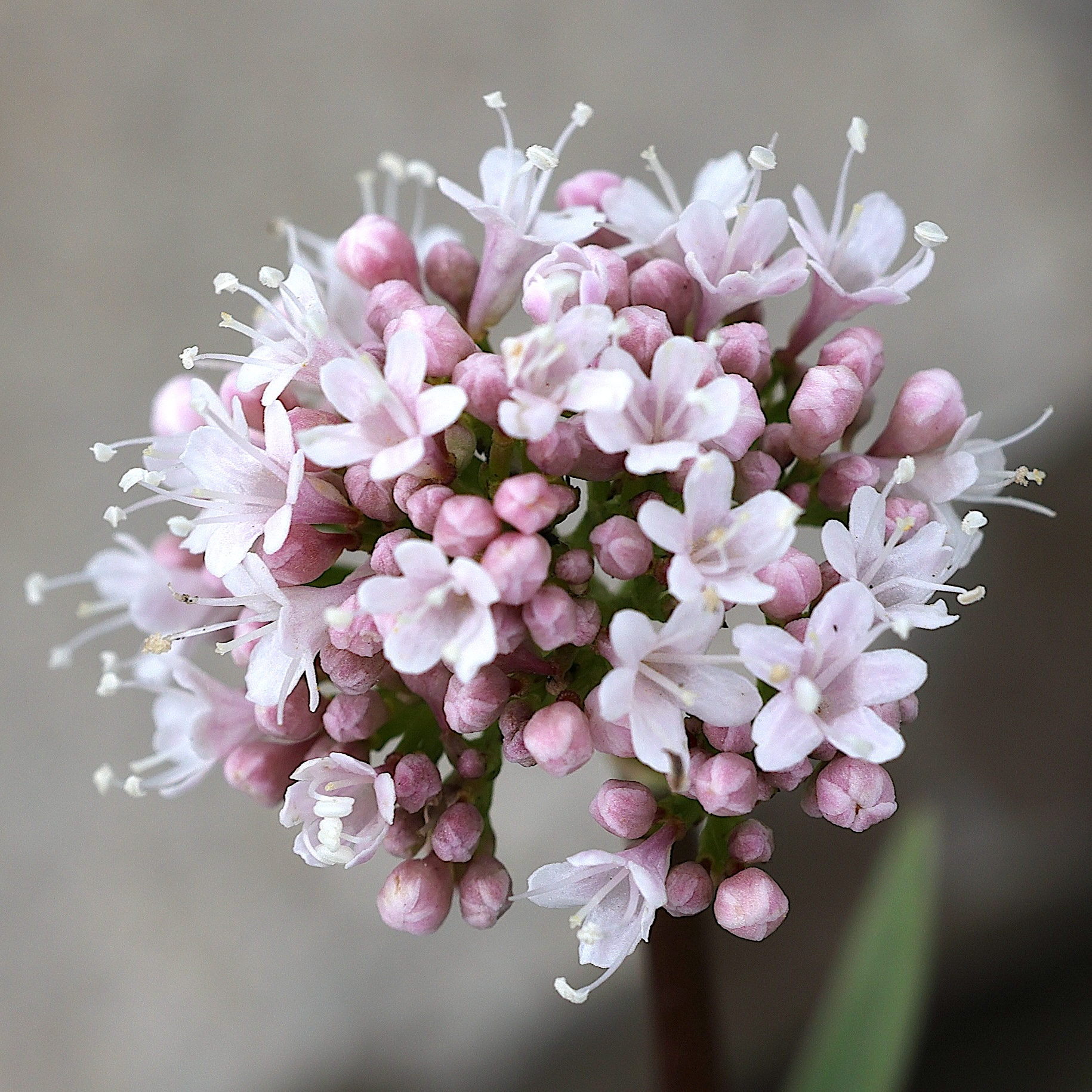 Afficher le média valeriana_montana4md valeriana_montana4md