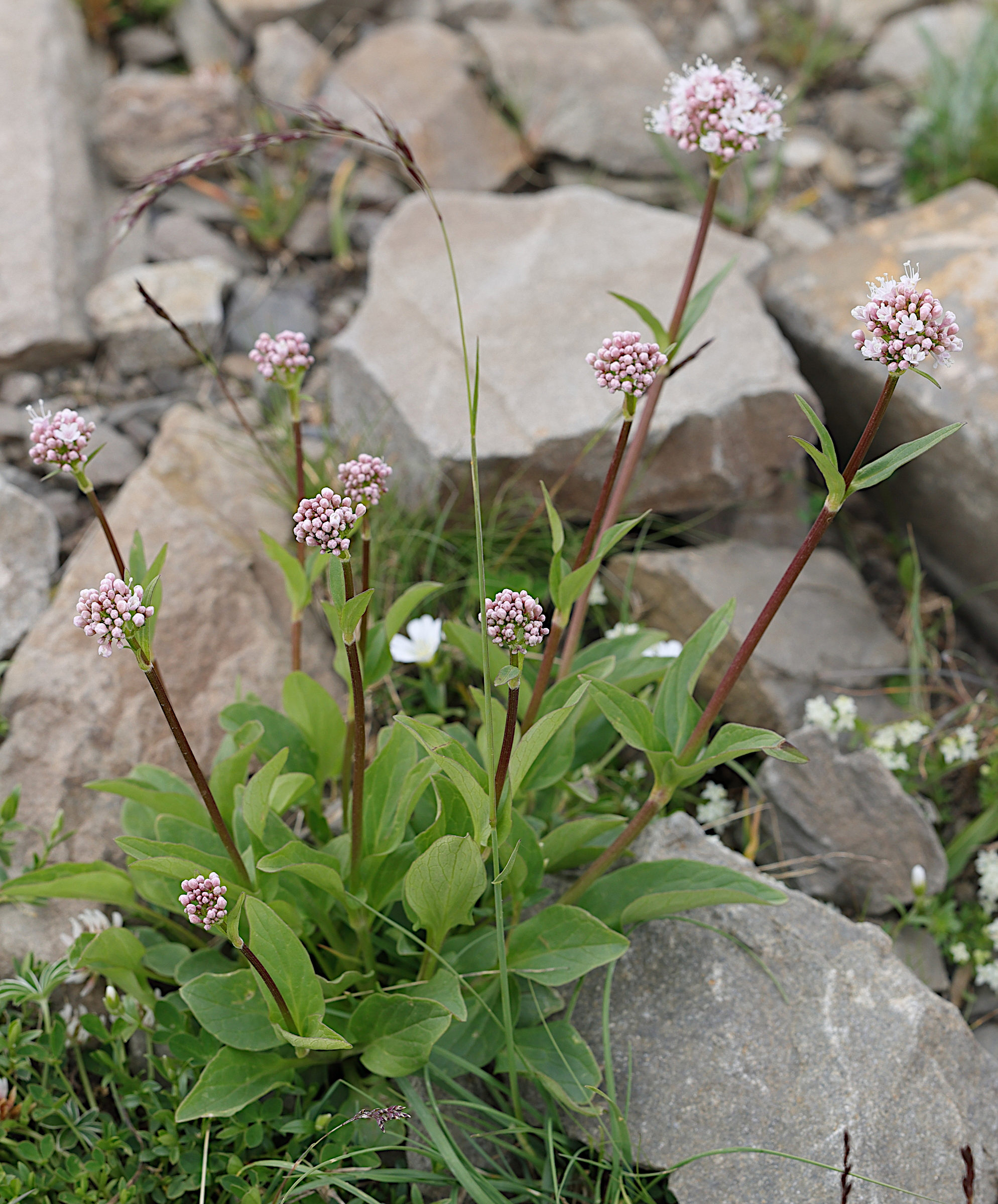 Afficher le média valeriana_montana6md valeriana_montana6md