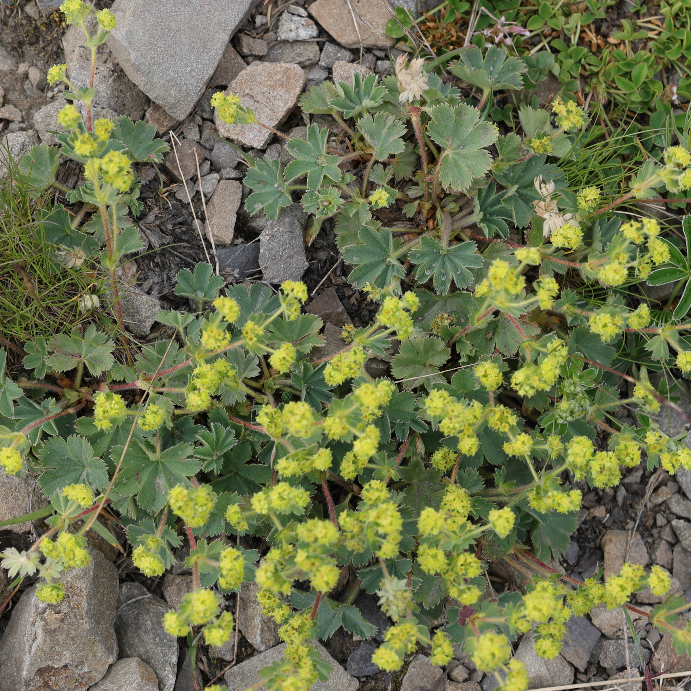 Afficher le média alchemilla_flabellata1md alchemilla_flabellata1md