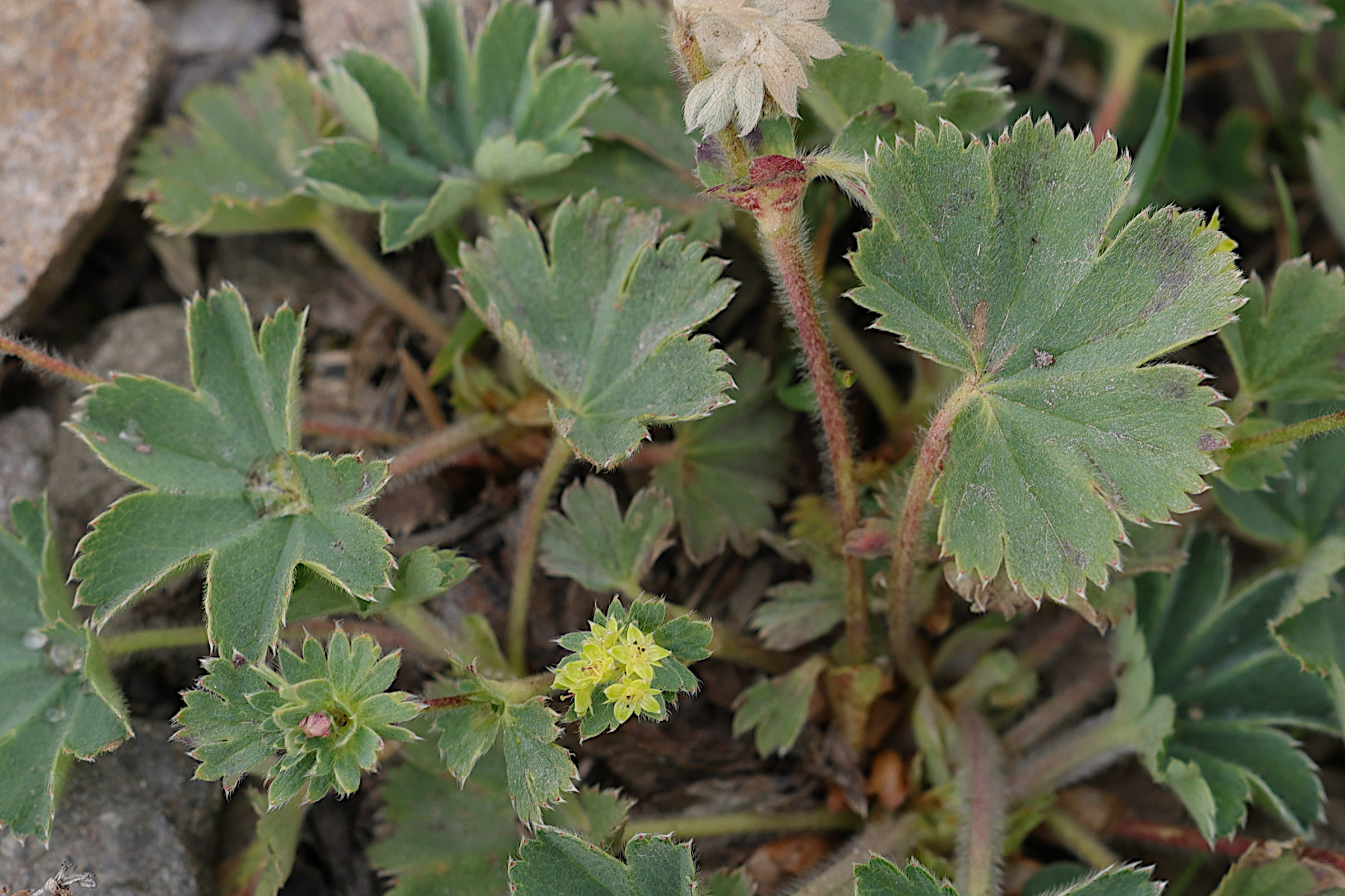 Afficher le média alchemilla_flabellata2md alchemilla_flabellata2md