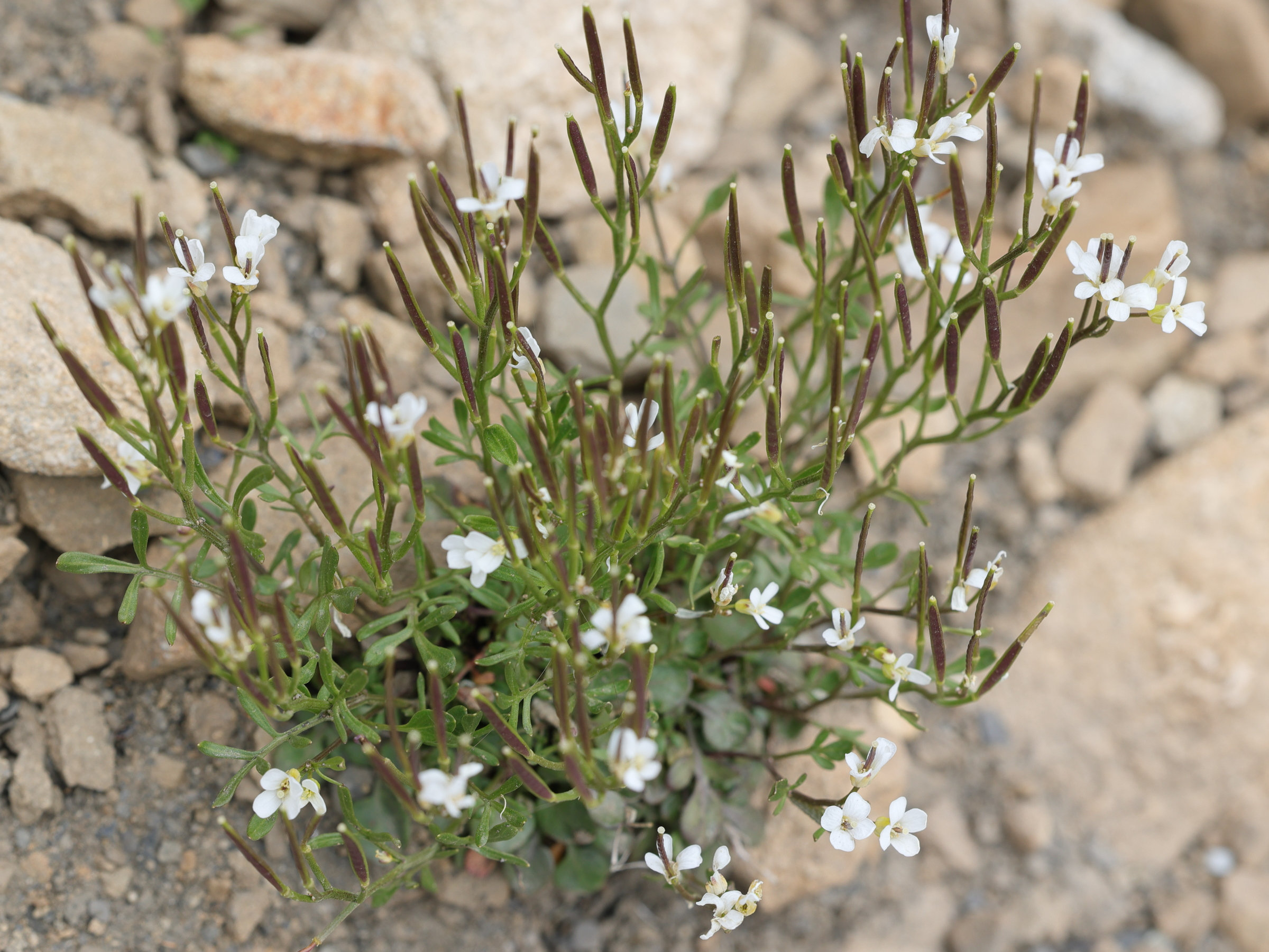 Afficher le média cardamine_resedifolia1md cardamine_resedifolia1md