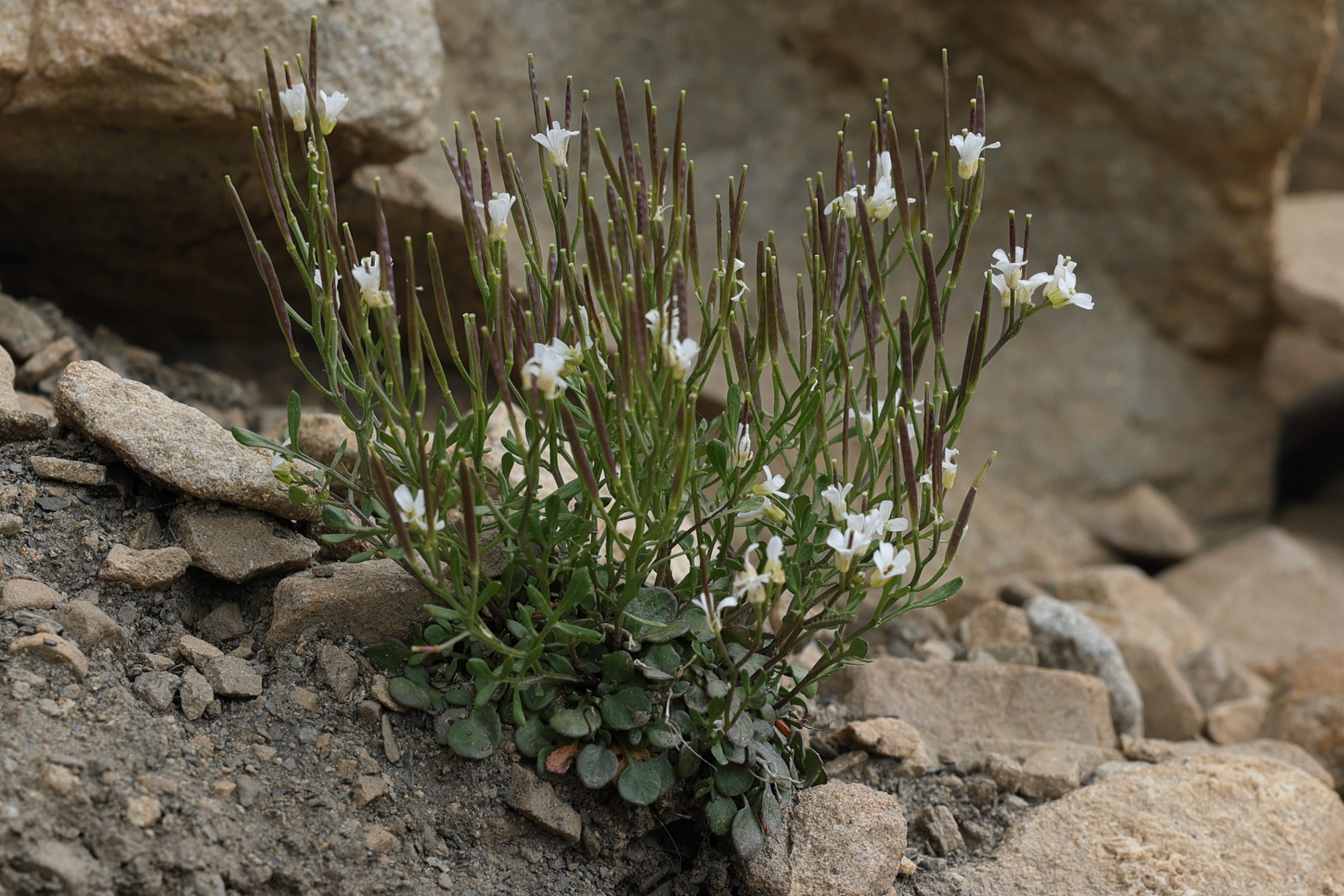 Afficher le média cardamine_resedifolia2md cardamine_resedifolia2md