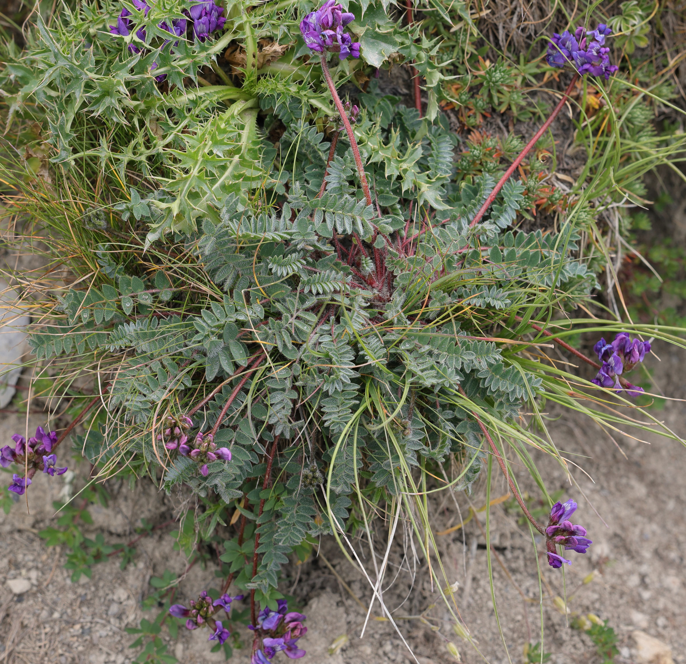 oxytropis_amethystea1md