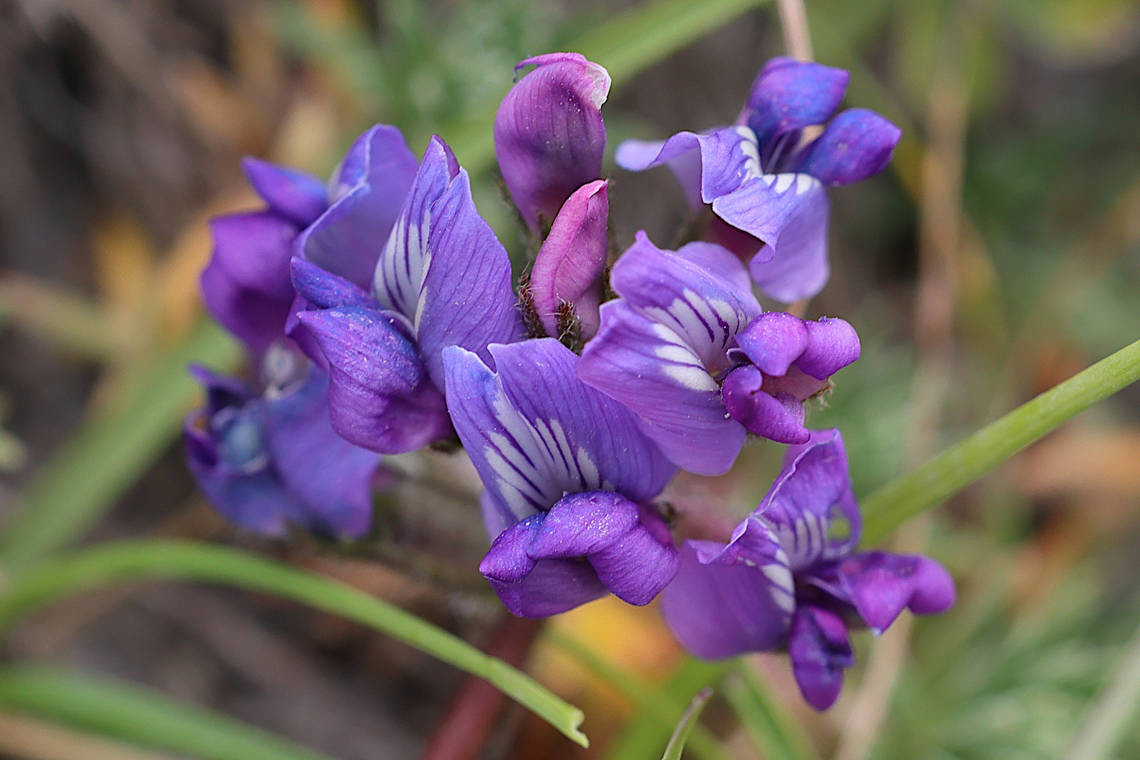 oxytropis_amethystea2md