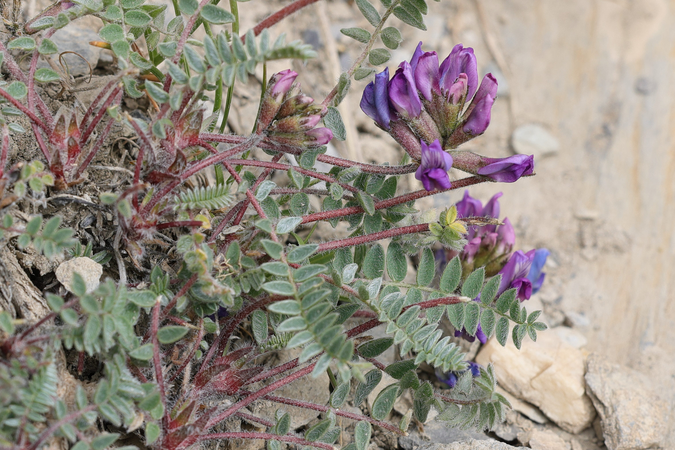 oxytropis_amethystea3md