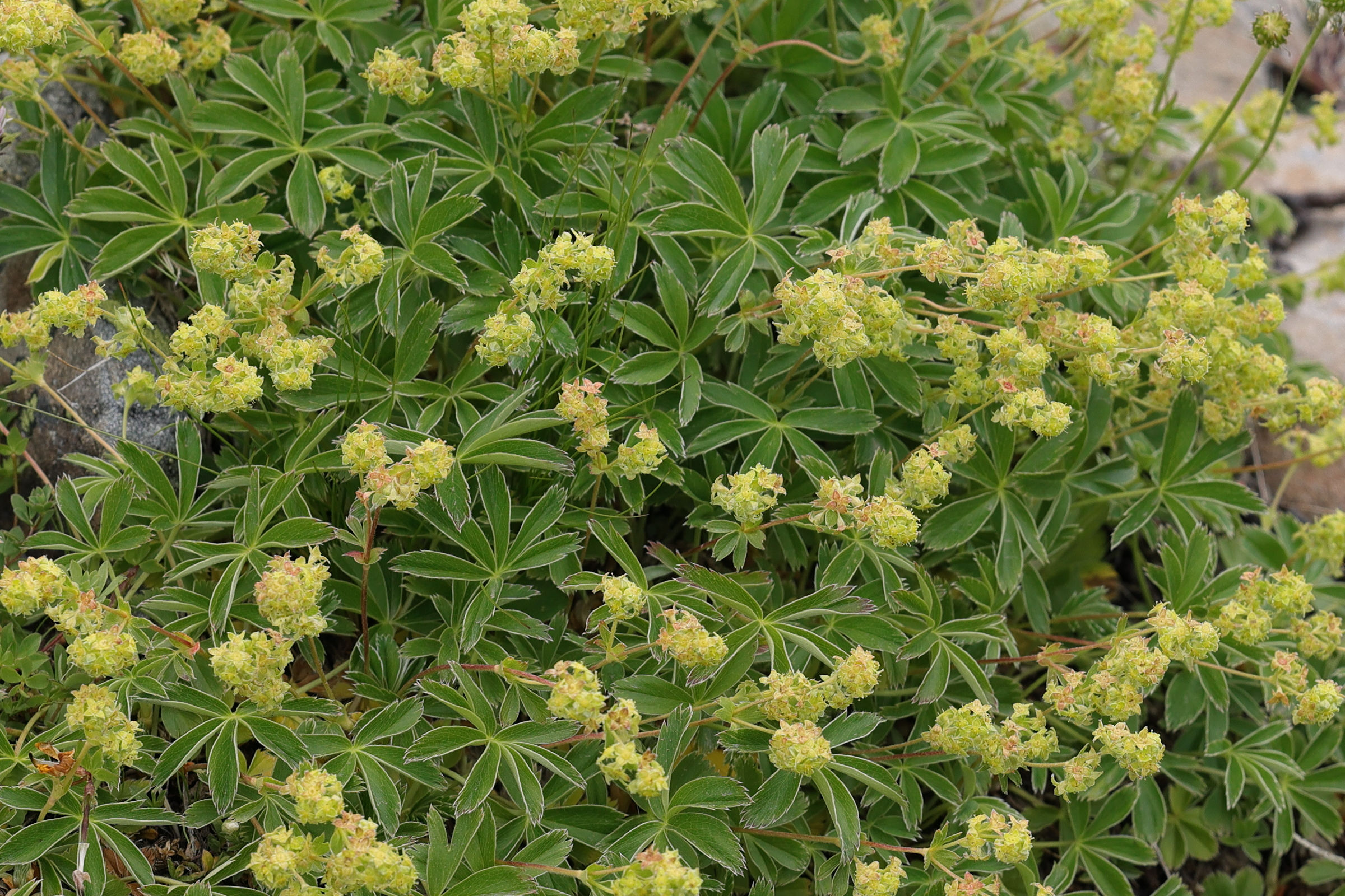 Afficher le média alchemilla_alpigena3md alchemilla_alpigena3md