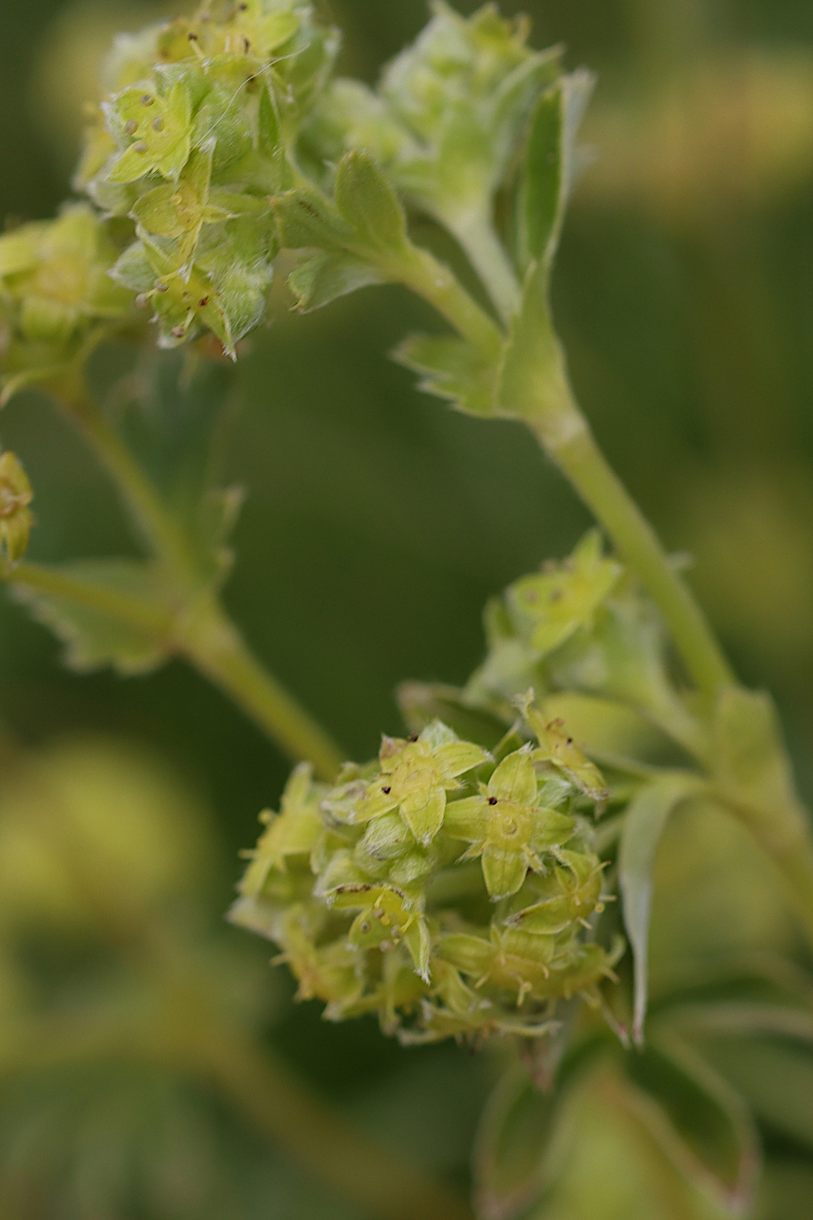 Afficher le média alchemilla_alpigena4md alchemilla_alpigena4md