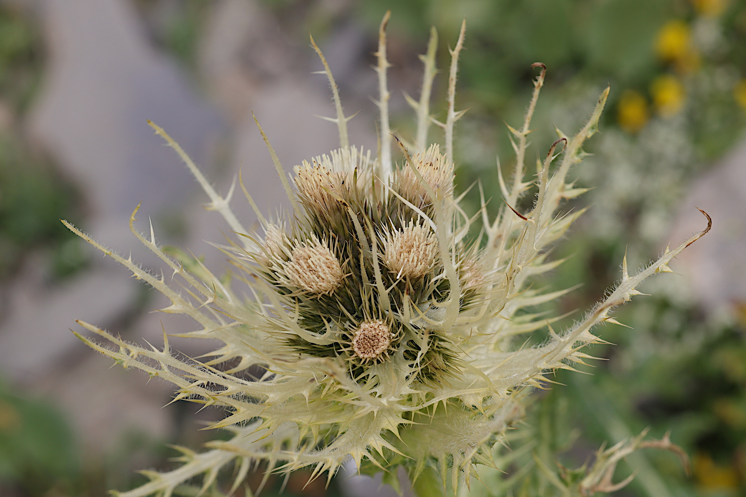 cirsium_spinosissimum5md