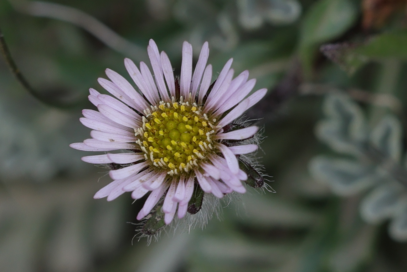 Afficher le média erigeron_uniflorus5mdjpg erigeron_uniflorus5mdjpg