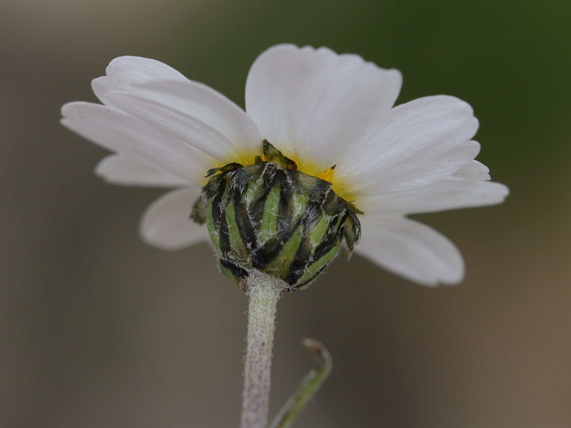 Afficher le média leucanthemopsis_alpina5md leucanthemopsis_alpina5md