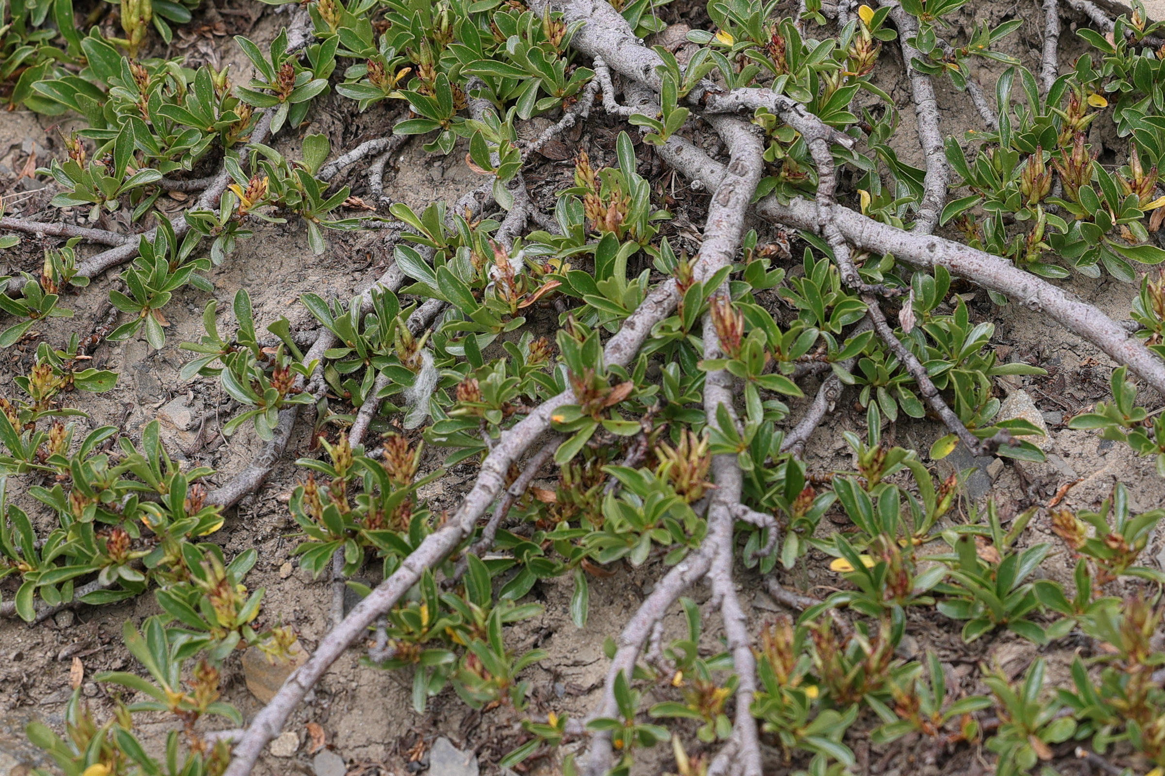 Afficher le média salix_retusa6md salix_retusa6md