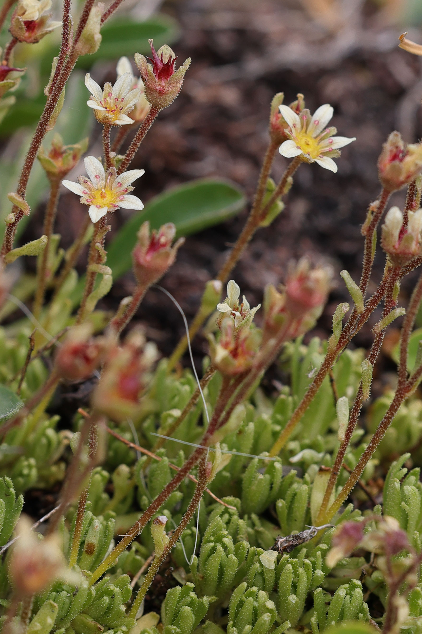 Afficher le média saxifraga_moschata6md saxifraga_moschata6md