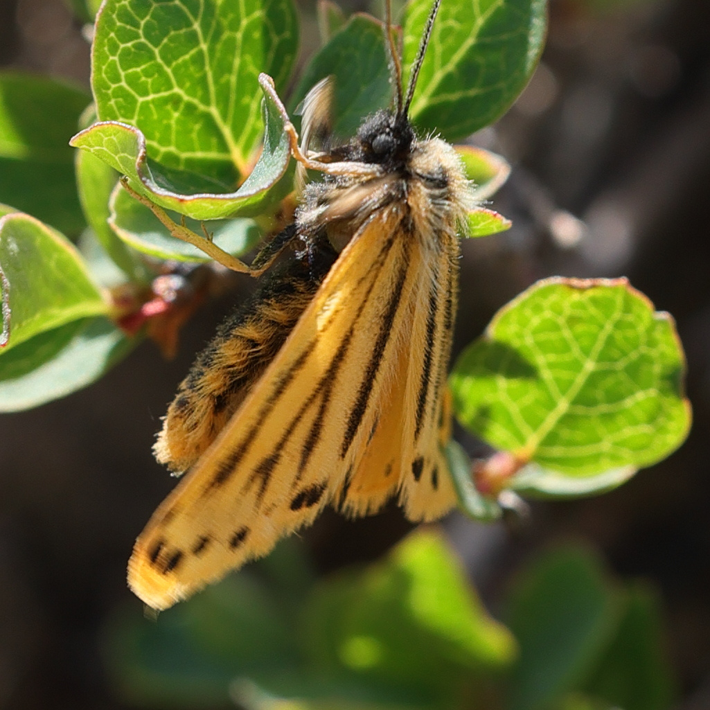 Afficher le média setina_aurita4md setina_aurita4md