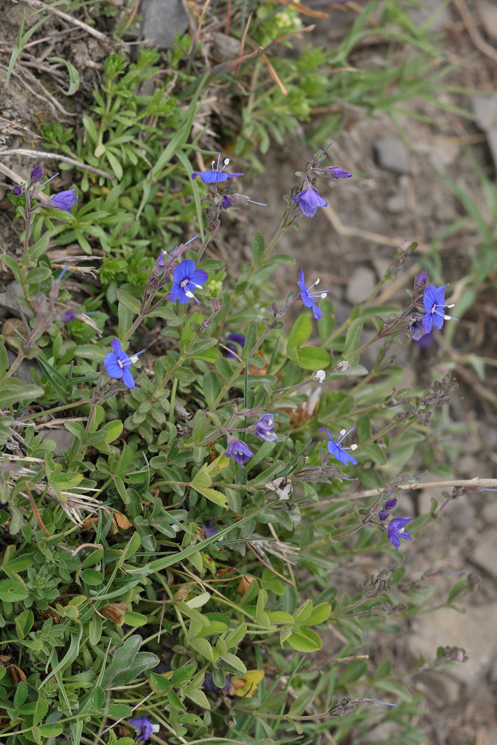 Afficher le média veronica_fruticans3md veronica_fruticans3md