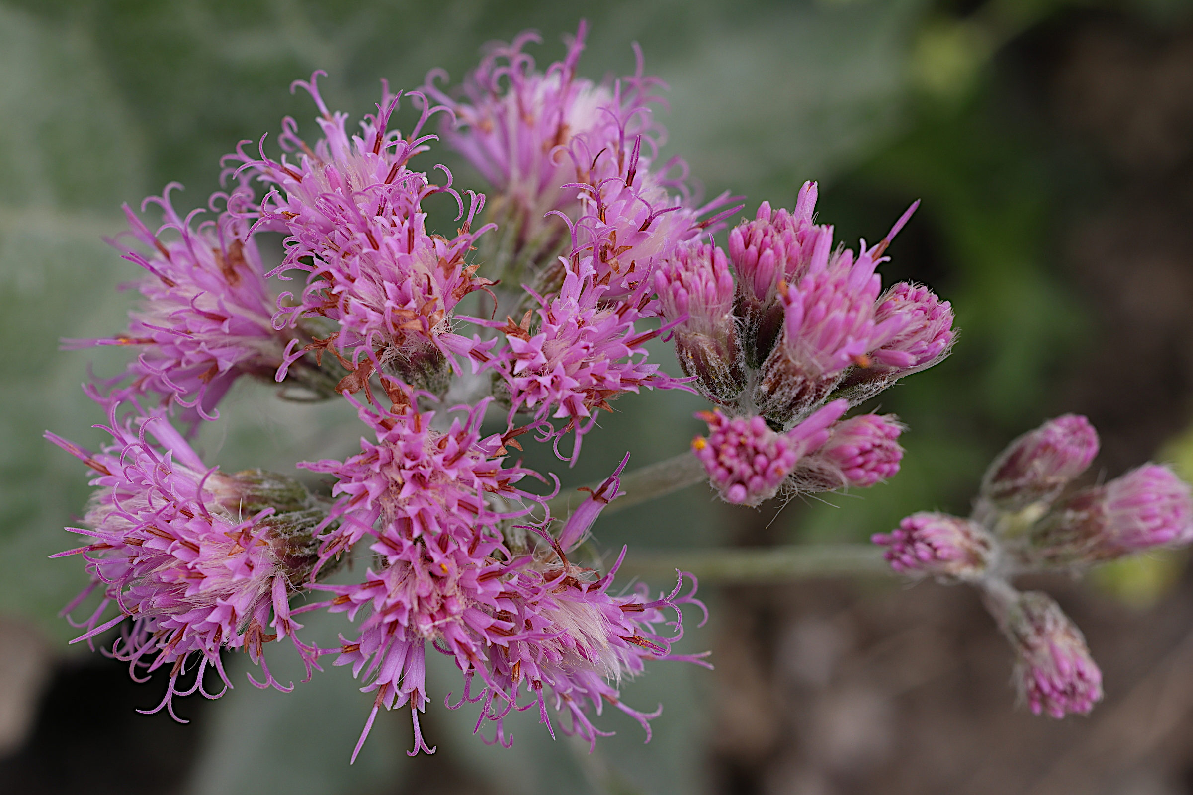 Afficher le média adenostyles_leucophylla5md adenostyles_leucophylla5md