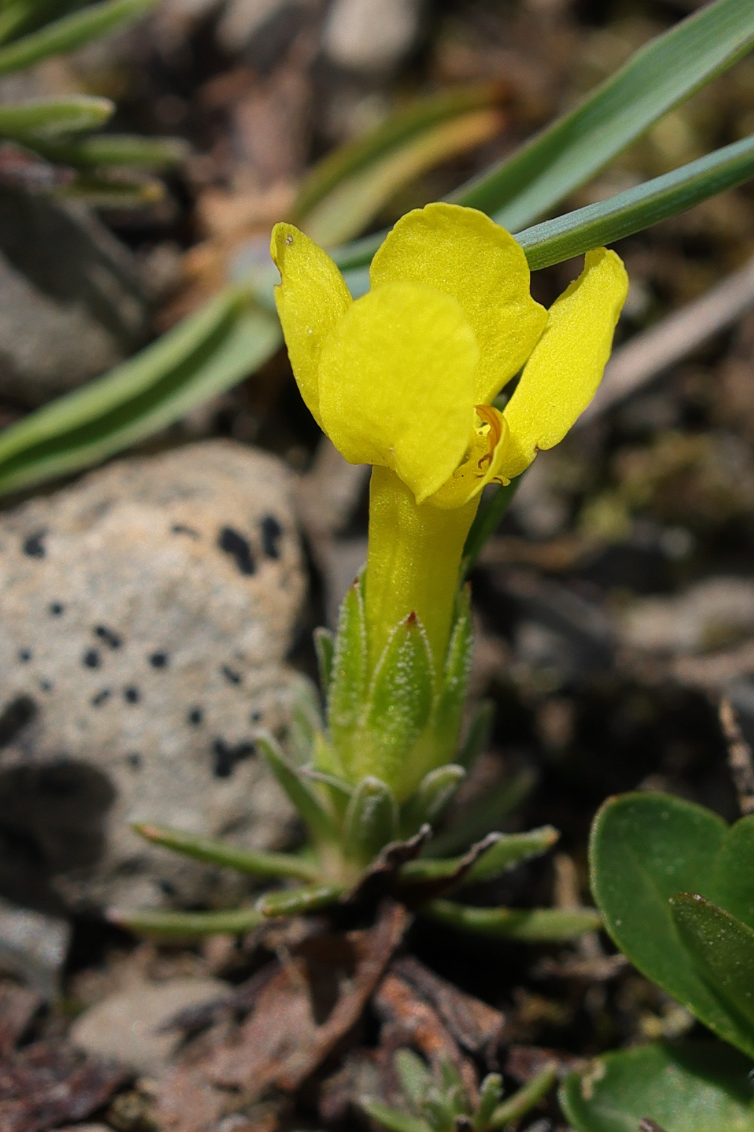 Afficher le média androsace_vitaliana5md androsace_vitaliana5md