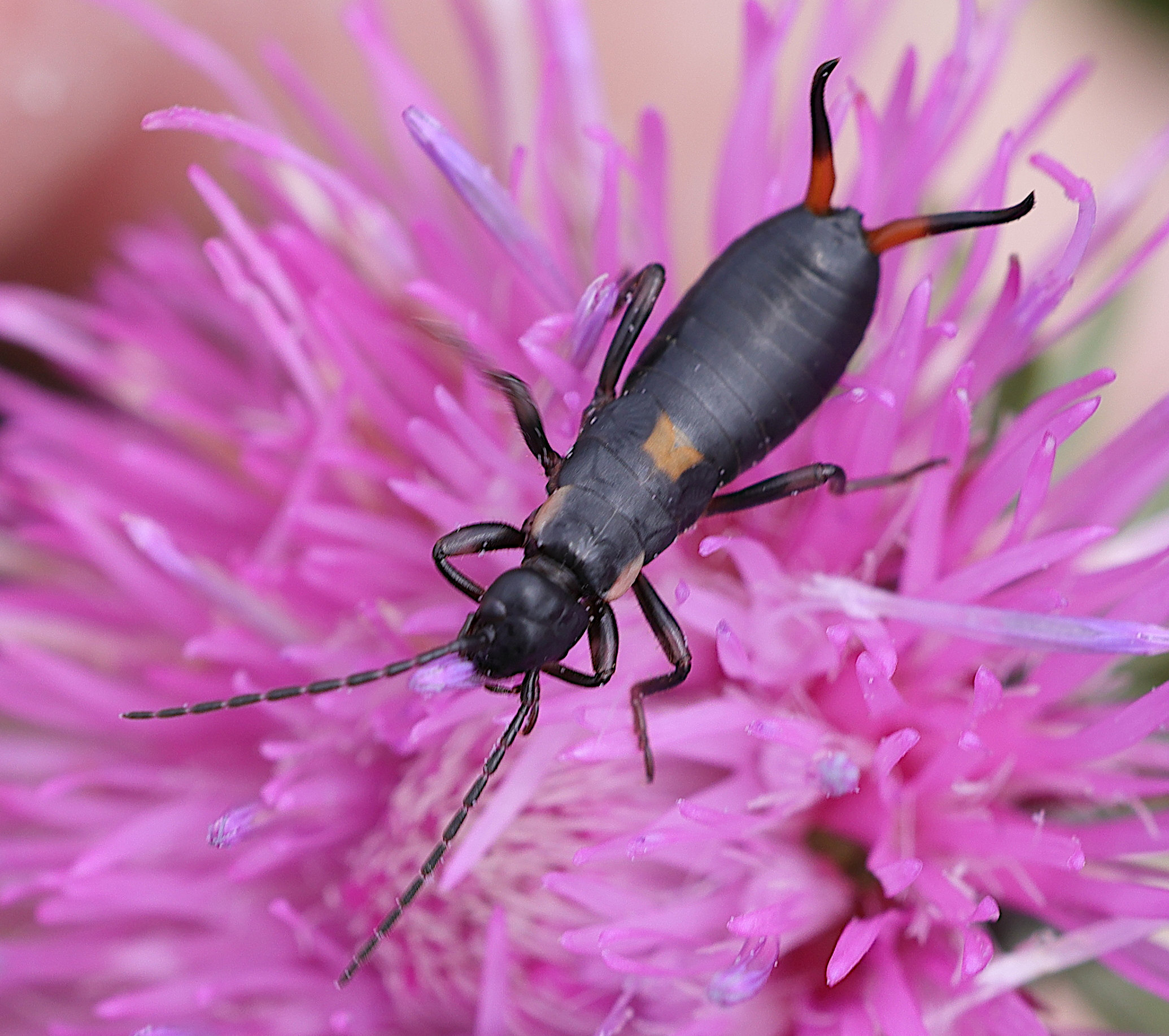 anechura_bipunctata5md
