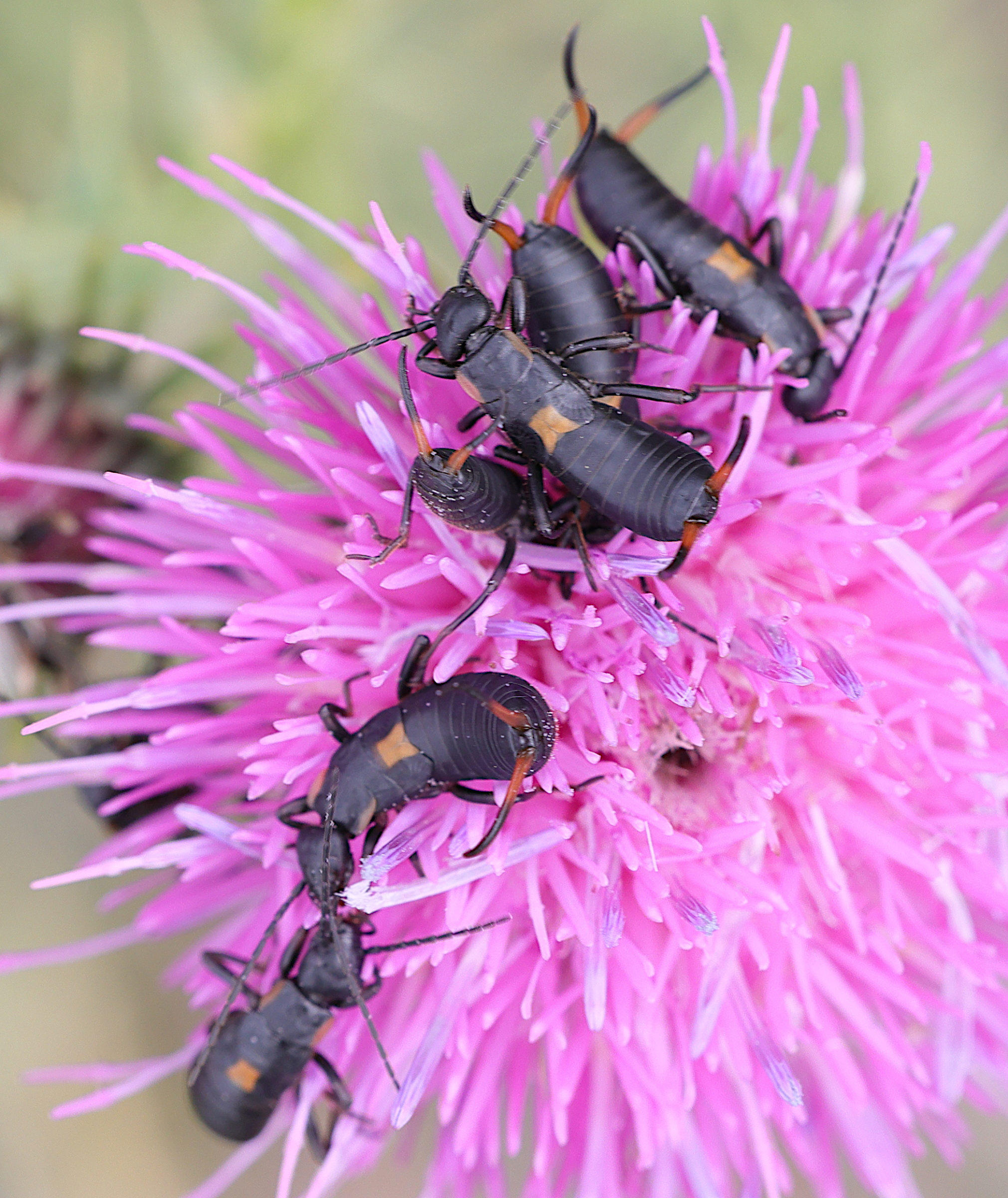 anechura_bipunctata6md