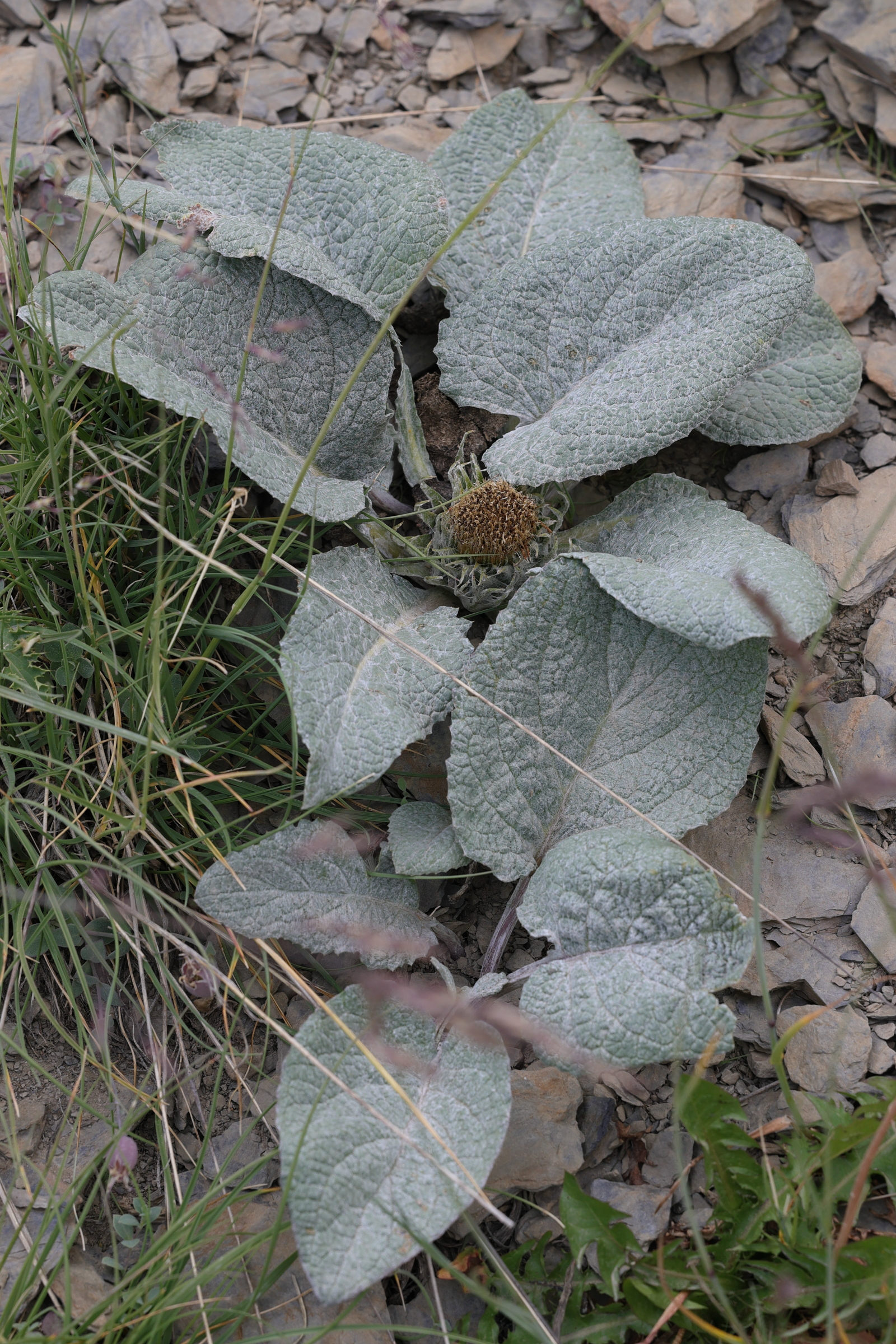 Afficher le média berardia_lanuginosa6md berardia_lanuginosa6md