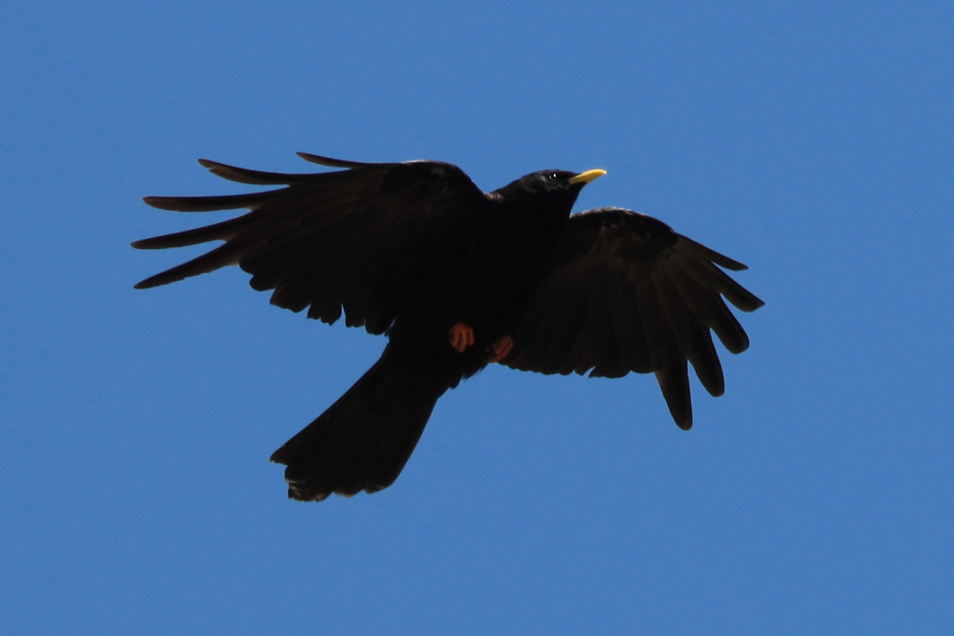 chocard_a_bec_jaune_-_pyrrhocorax_graculus5bd