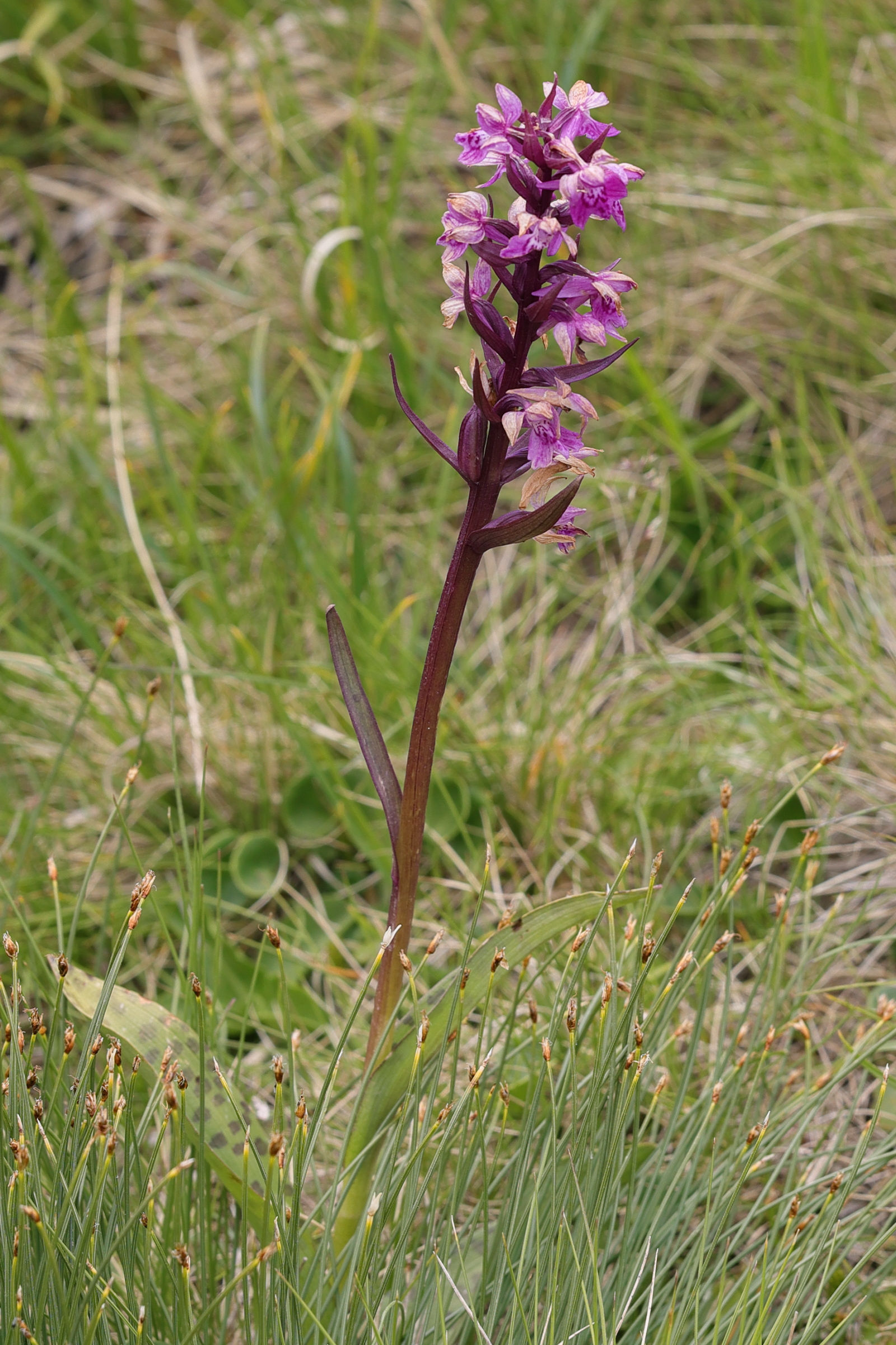 dactylorhiza_traunsteineri1md
