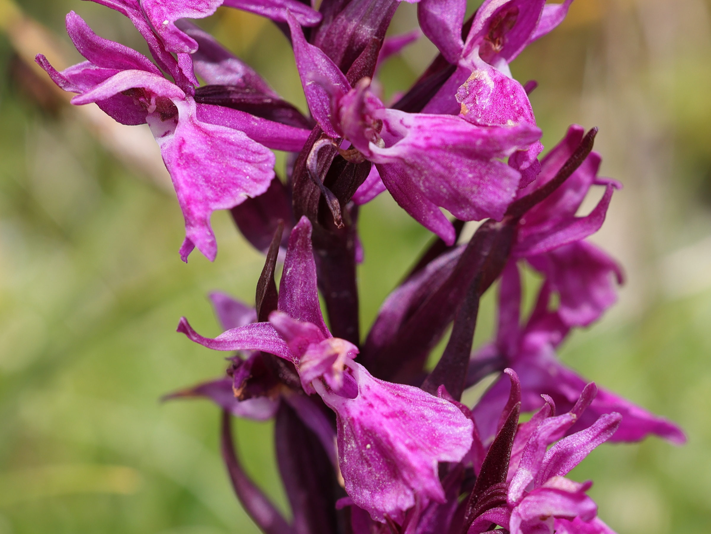 dactylorhiza_traunsteineri2md