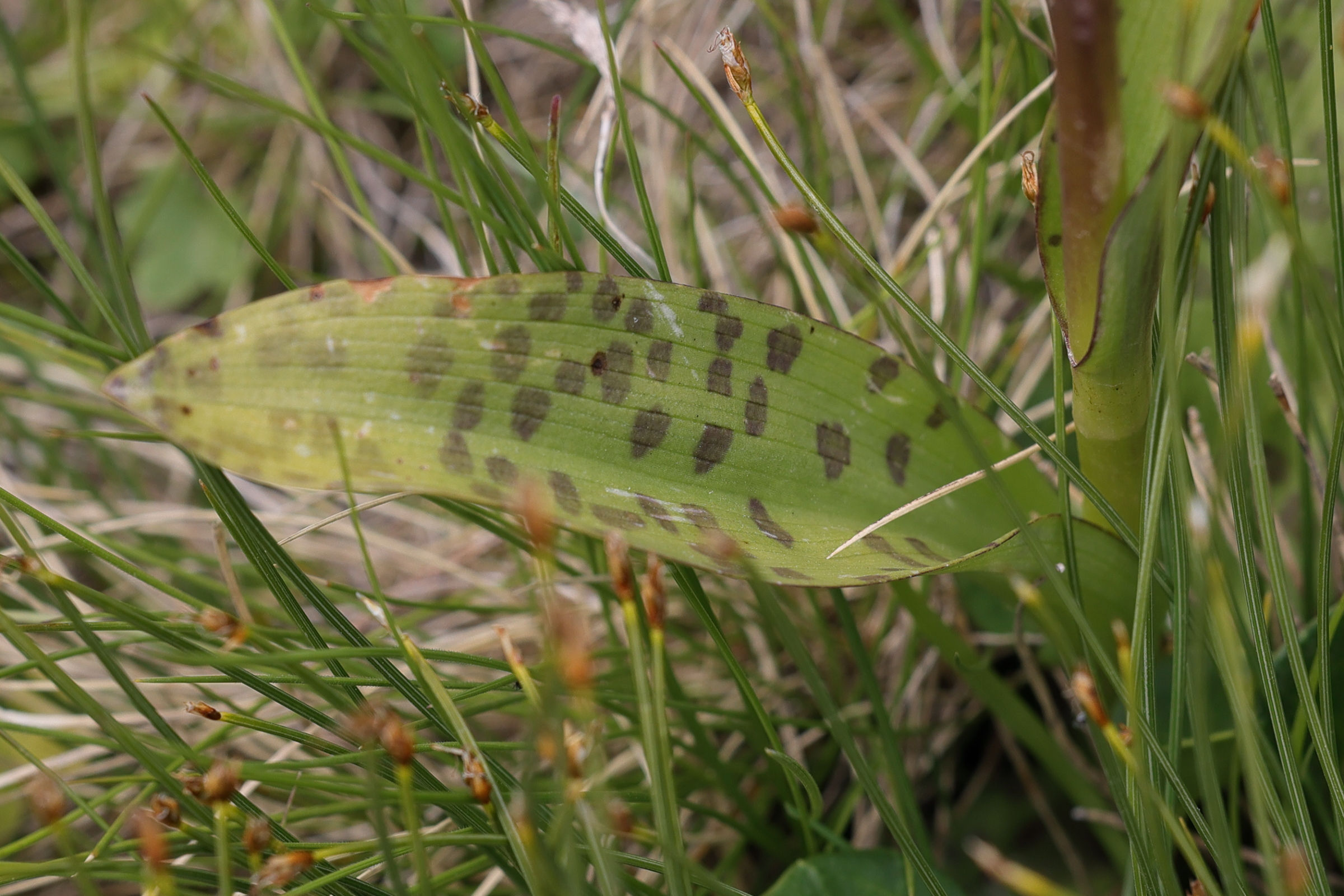 dactylorhiza_traunsteineri3md