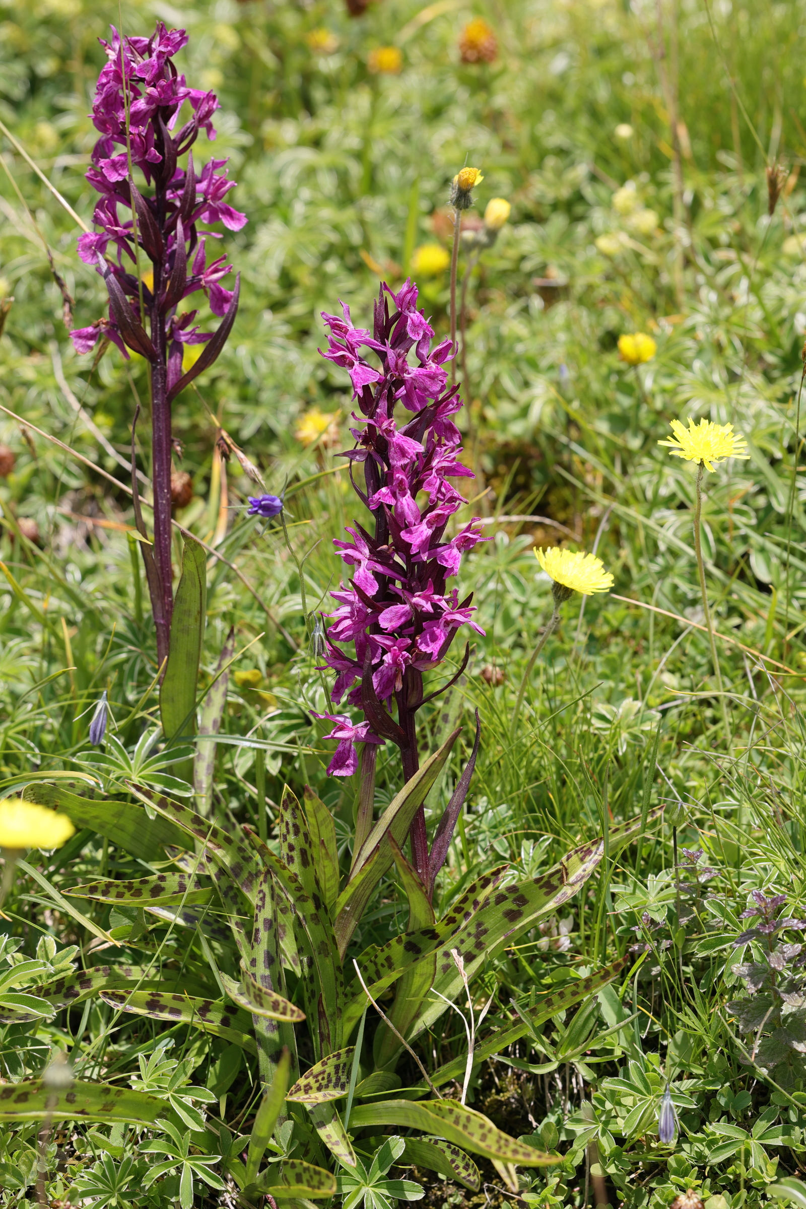 dactylorhiza_traunsteineri4md