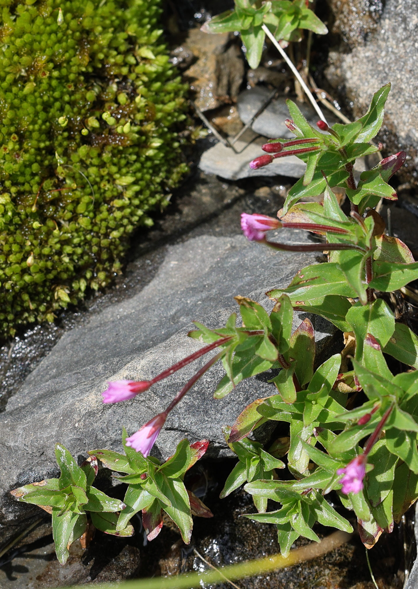 epilobium_alsinifolium4md