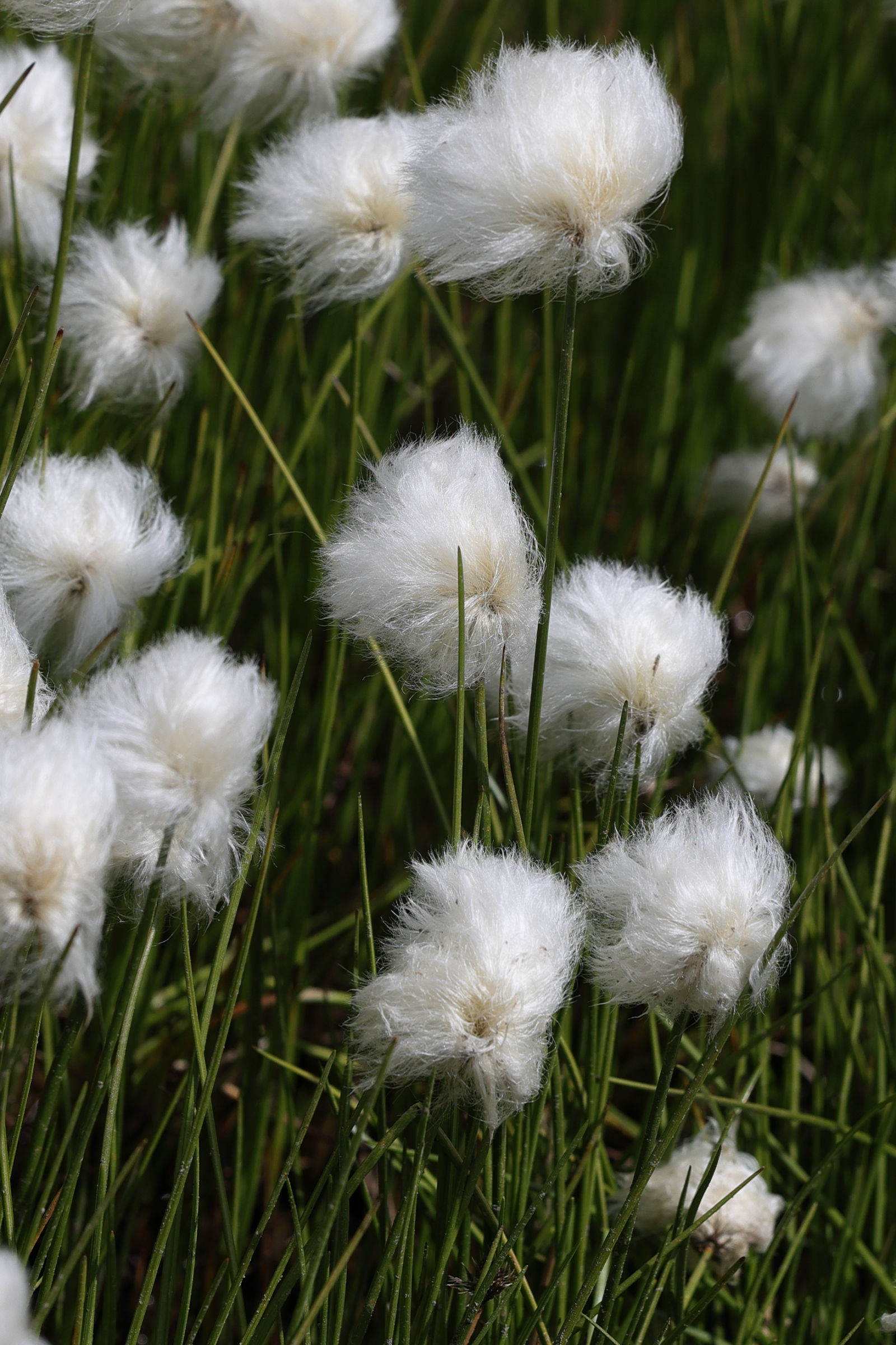eriophorum_scheuchzeri5md