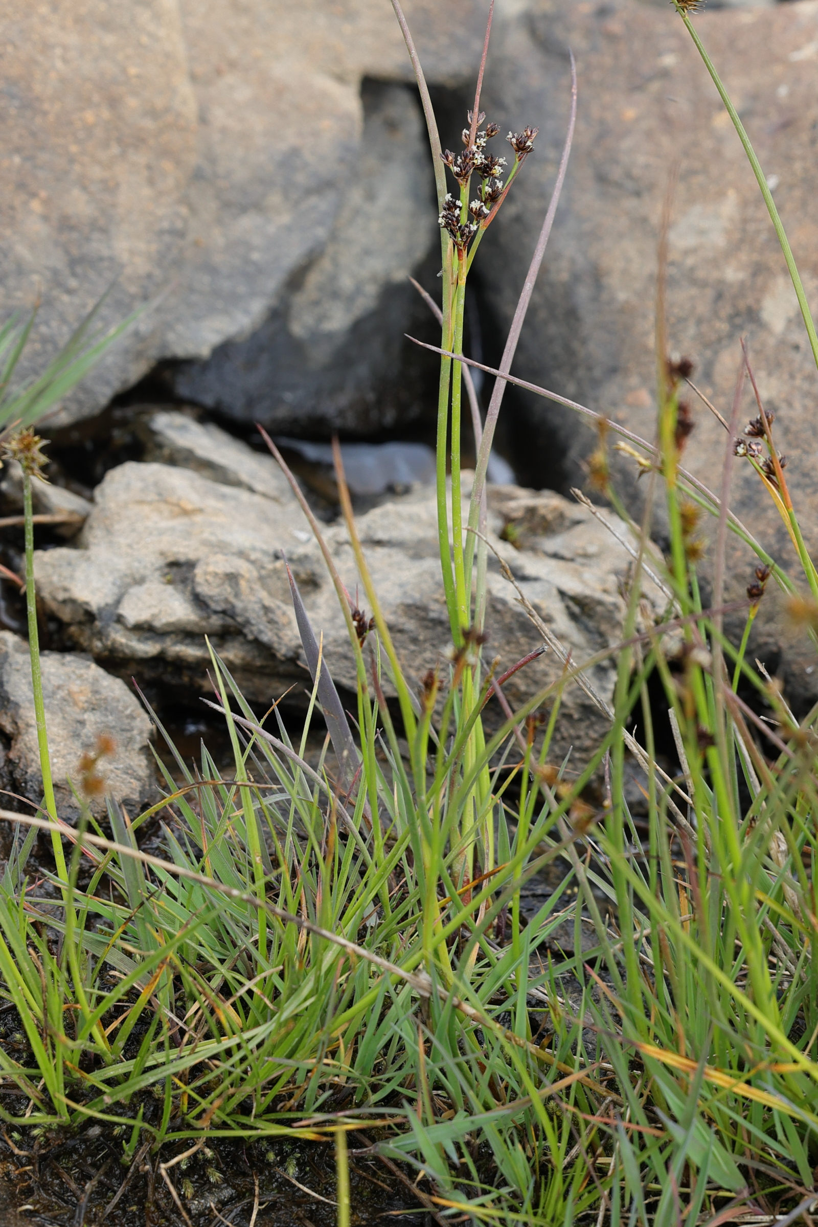 Afficher le média juncus_alpinoarticulatus1md juncus_alpinoarticulatus1md