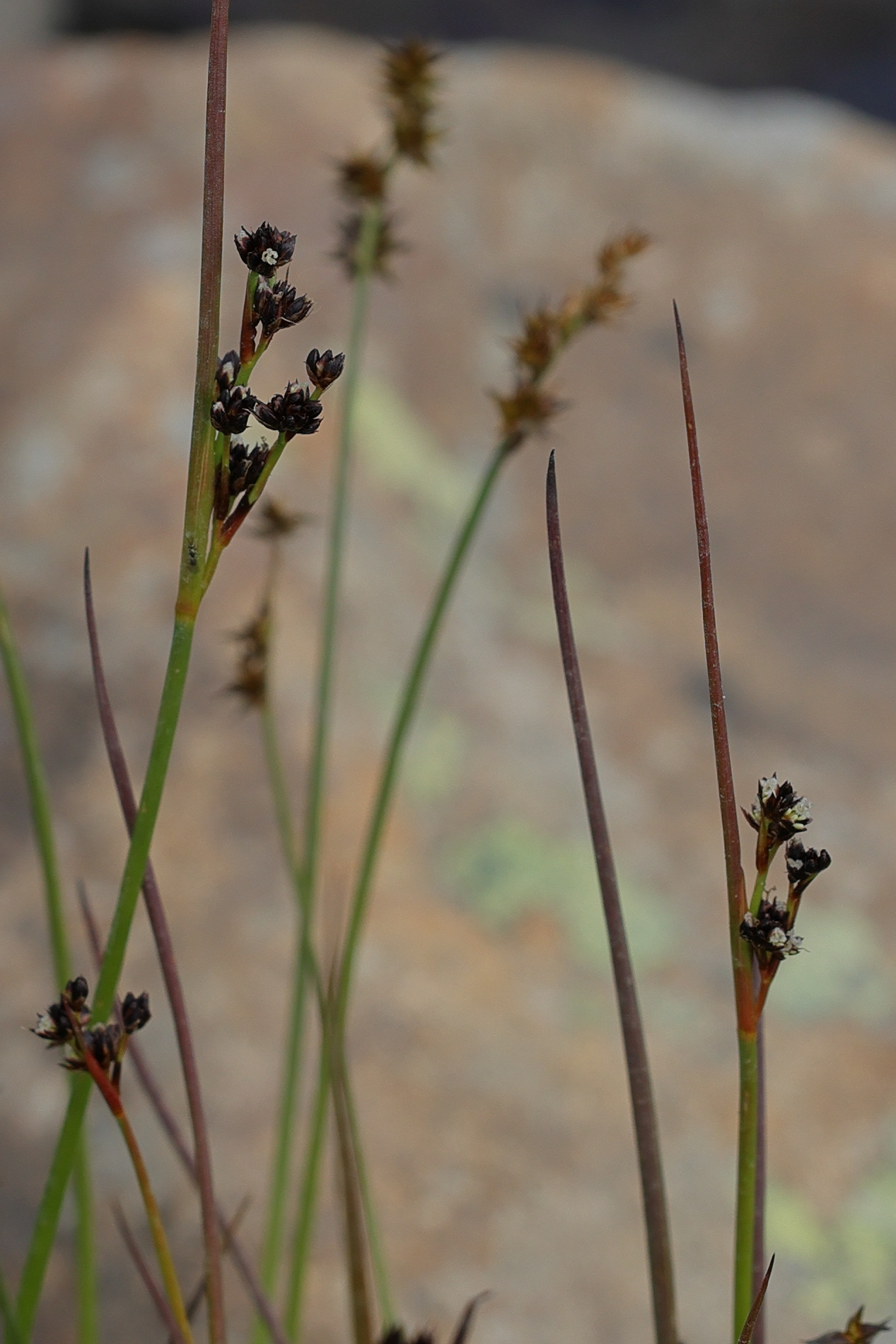 Afficher le média juncus_alpinoarticulatus2md juncus_alpinoarticulatus2md