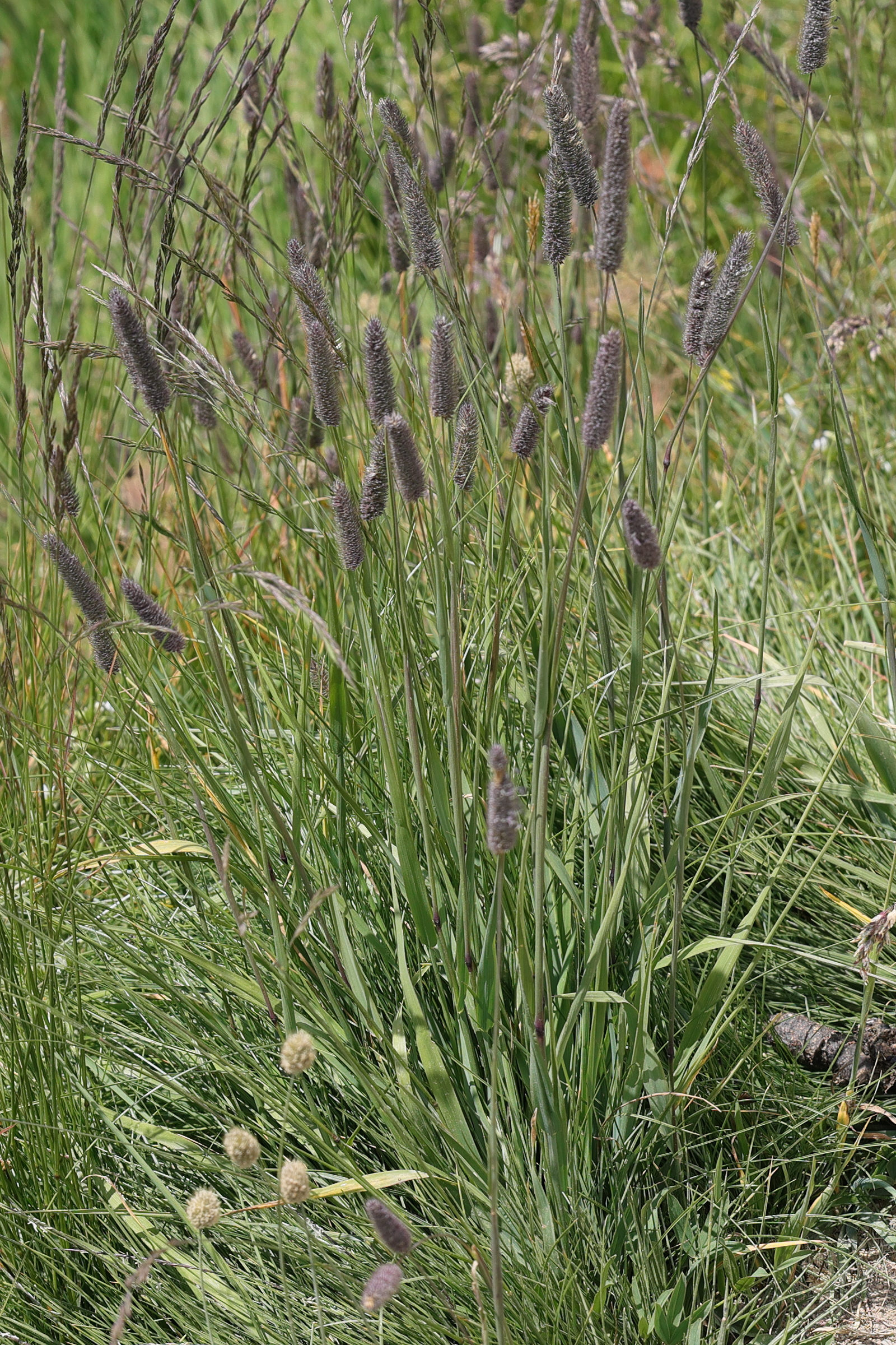 phleum_alpinum3md