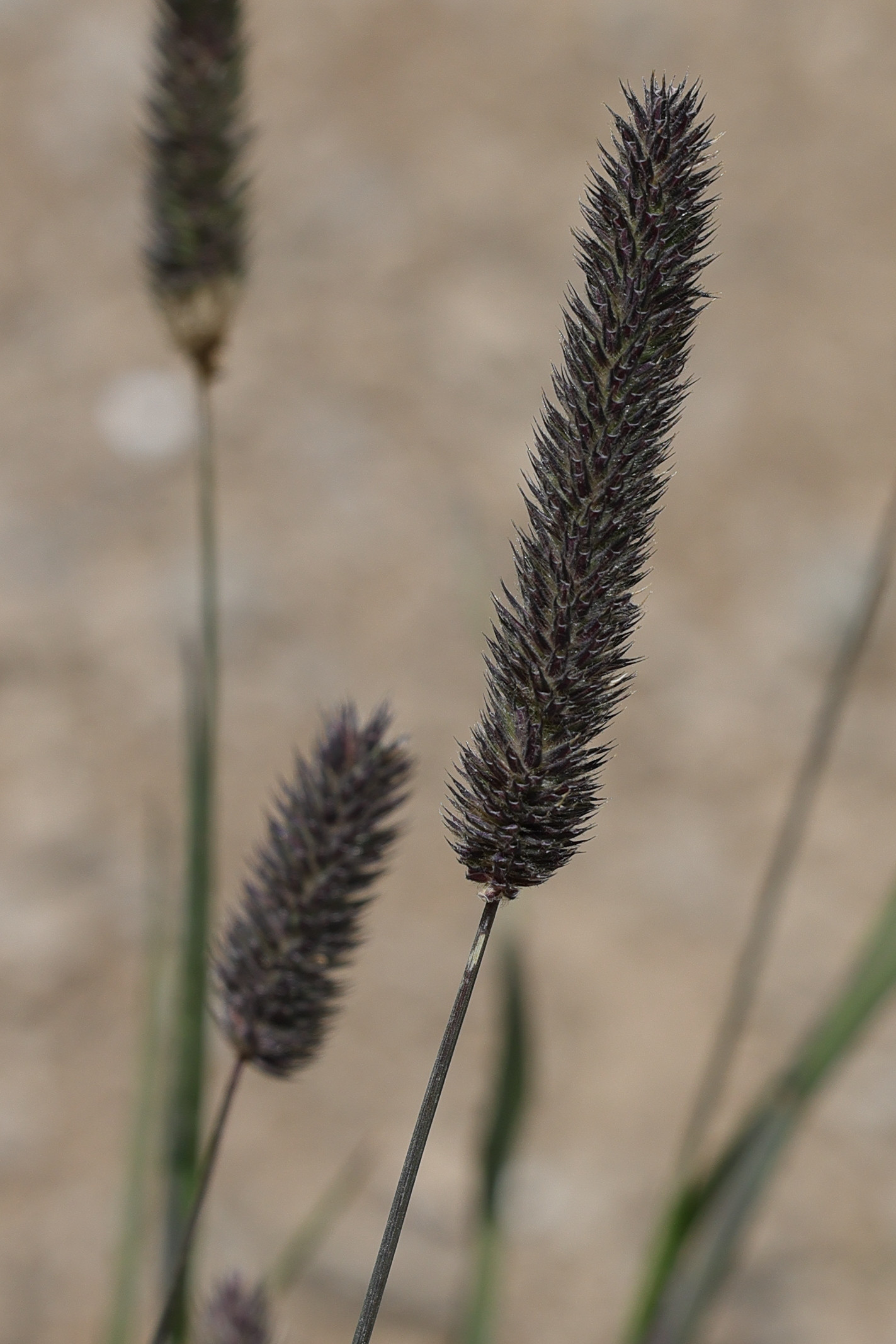 phleum_alpinum4md