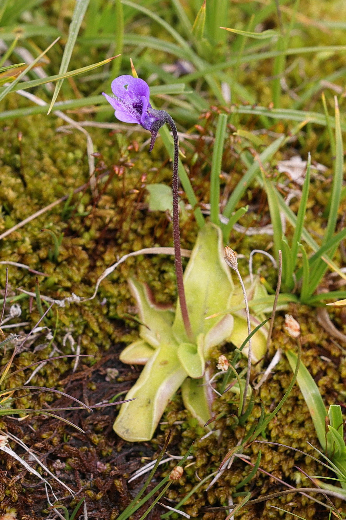 Afficher le média pinguicula_vulgaris1amd pinguicula_vulgaris1amd