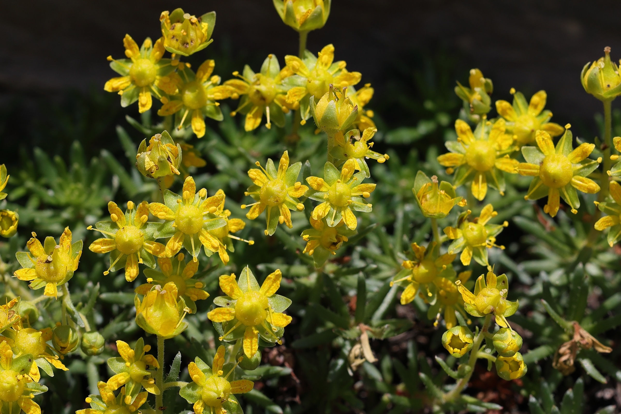 Afficher le média saxifraga_aizoides1md saxifraga_aizoides1md